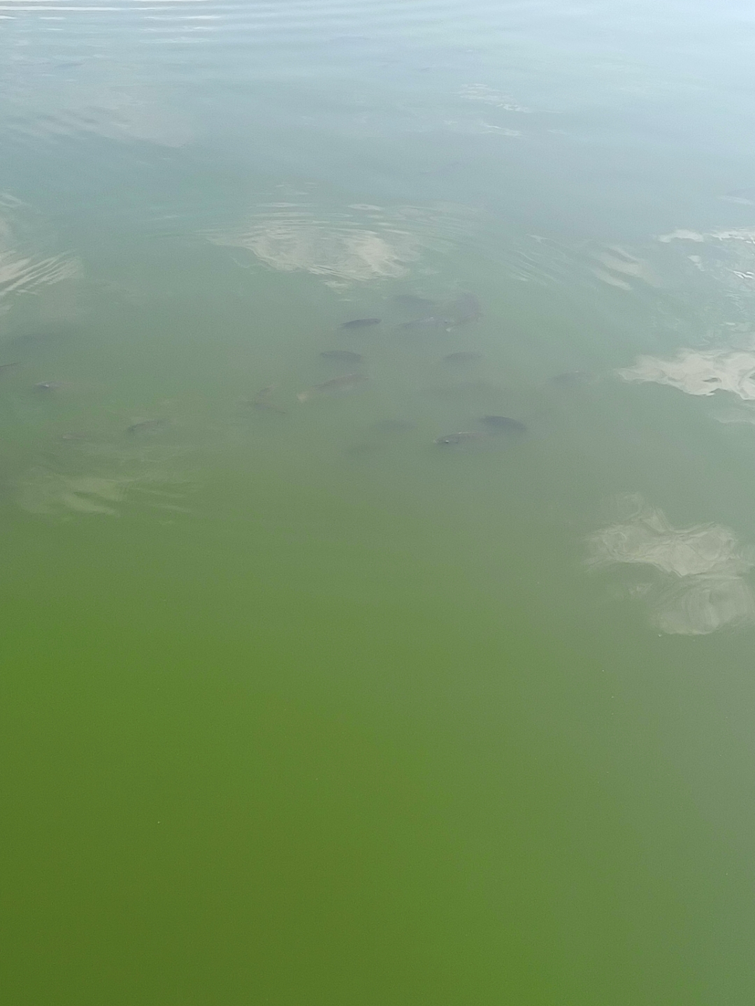 秋日早上,池塘里的水,碧绿色的世界,蓝天白云也映在水中,成郡鱼儿都