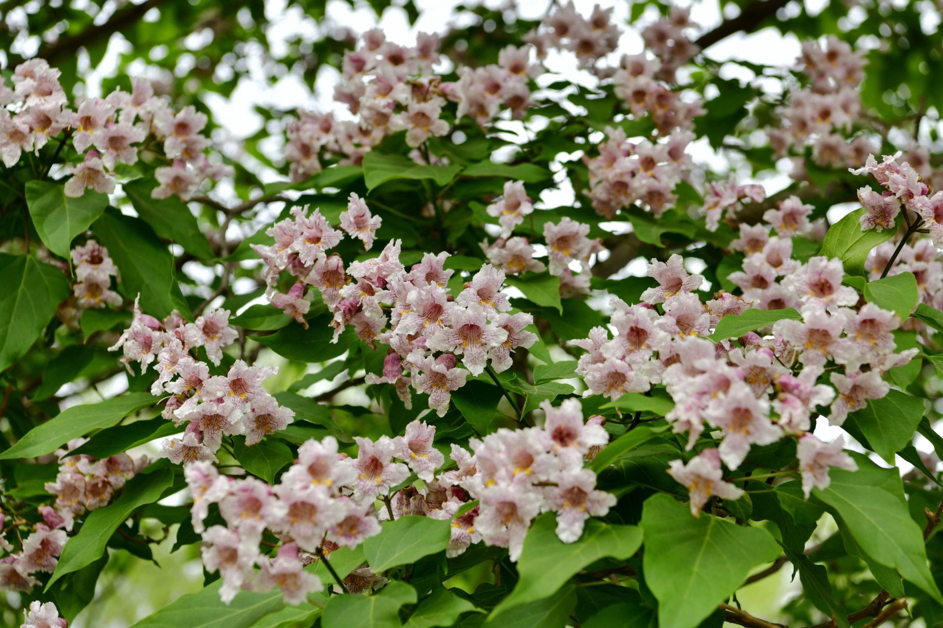 元大都遗址公园的两棵大楸树开花了949494