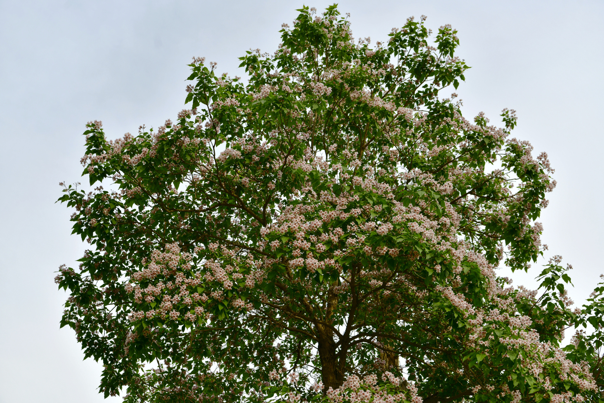 元大都遗址公园的两棵大楸树开花了949494