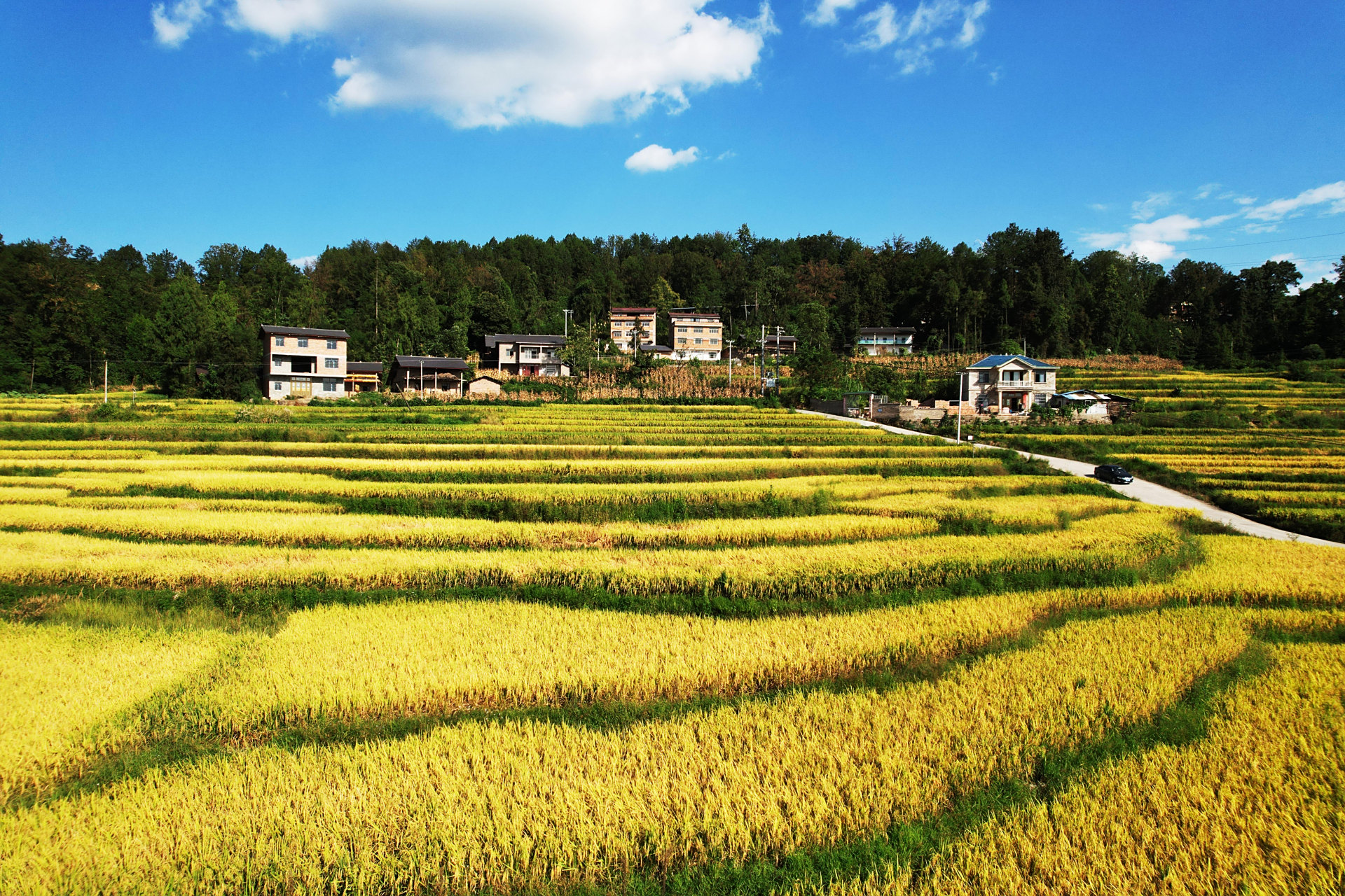 三星香米丰收景象  三星香米今年的丰收季节中展现出了令人瞩目的