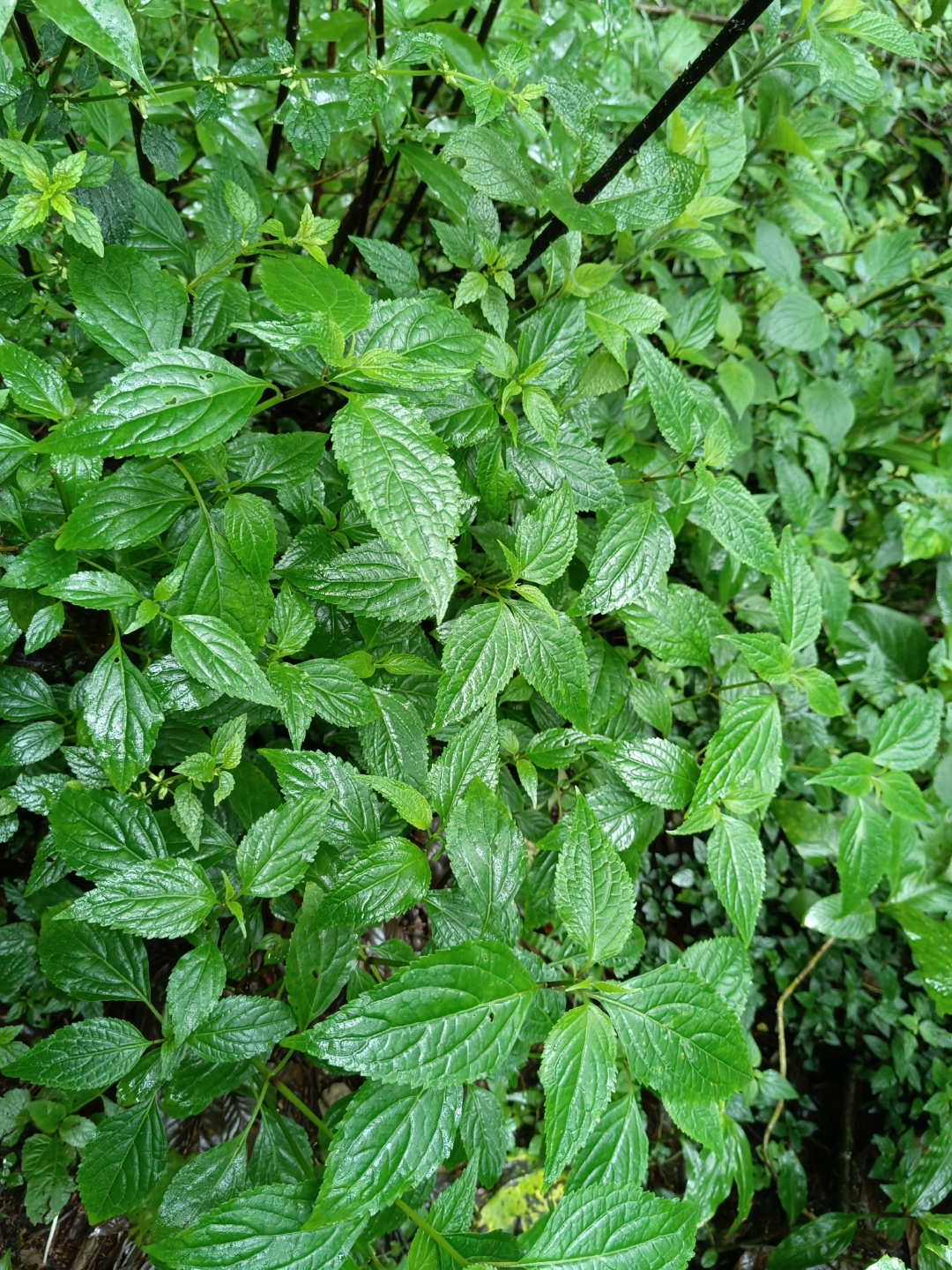 大石头河马鹿菜