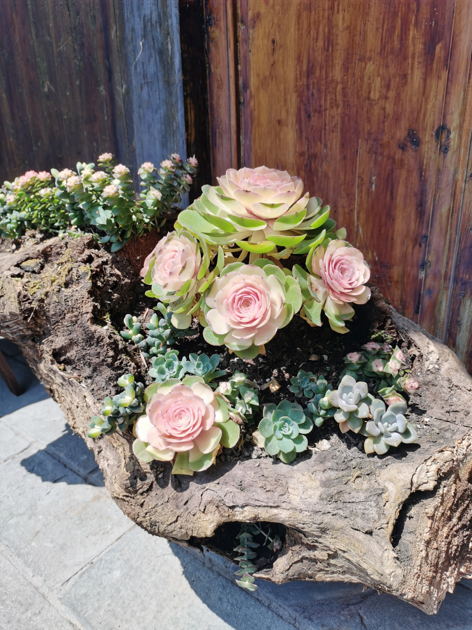 在烂木桩上种多肉,真是化腐朽为神奇啊!