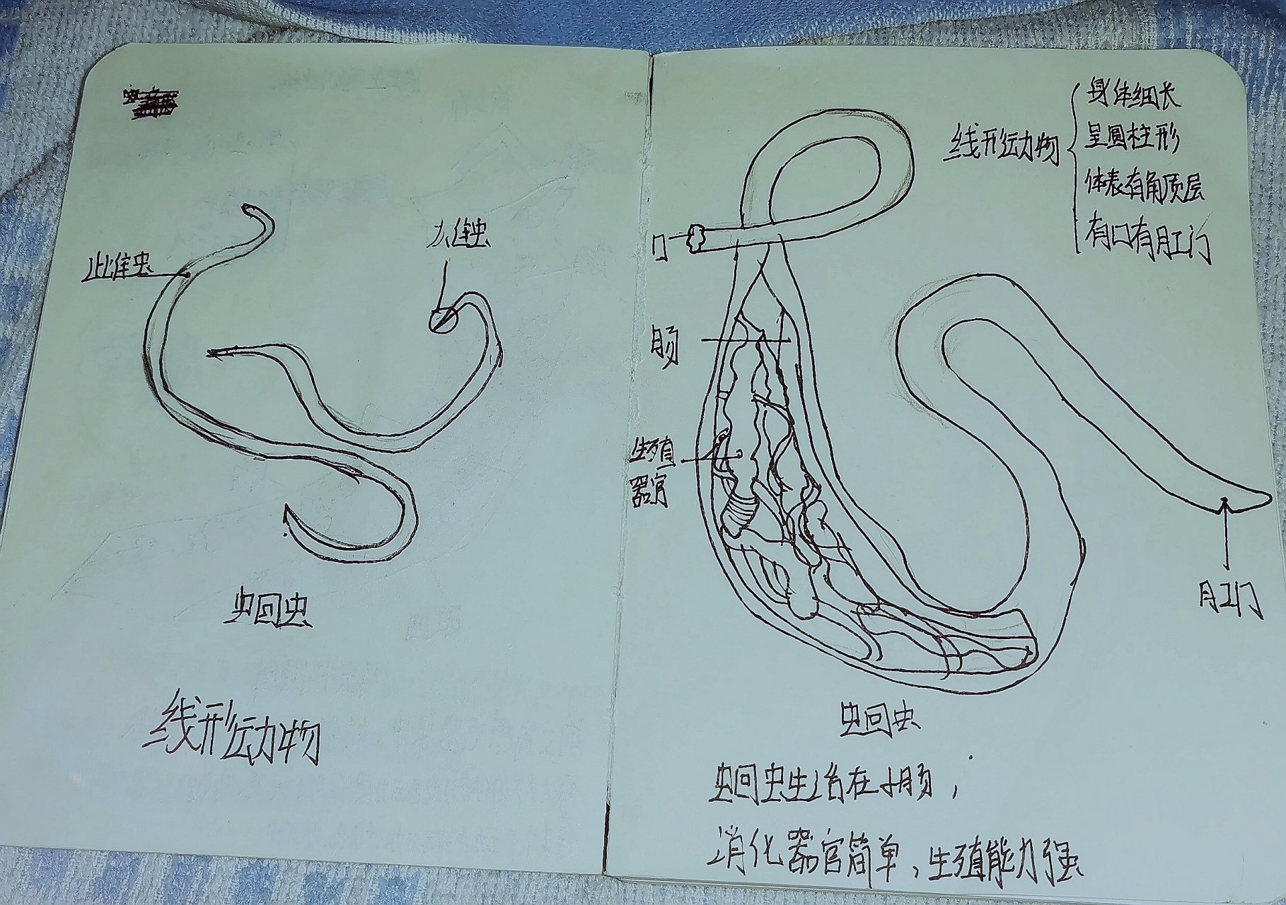 感觉我初中生物好好 蛔虫解刨图