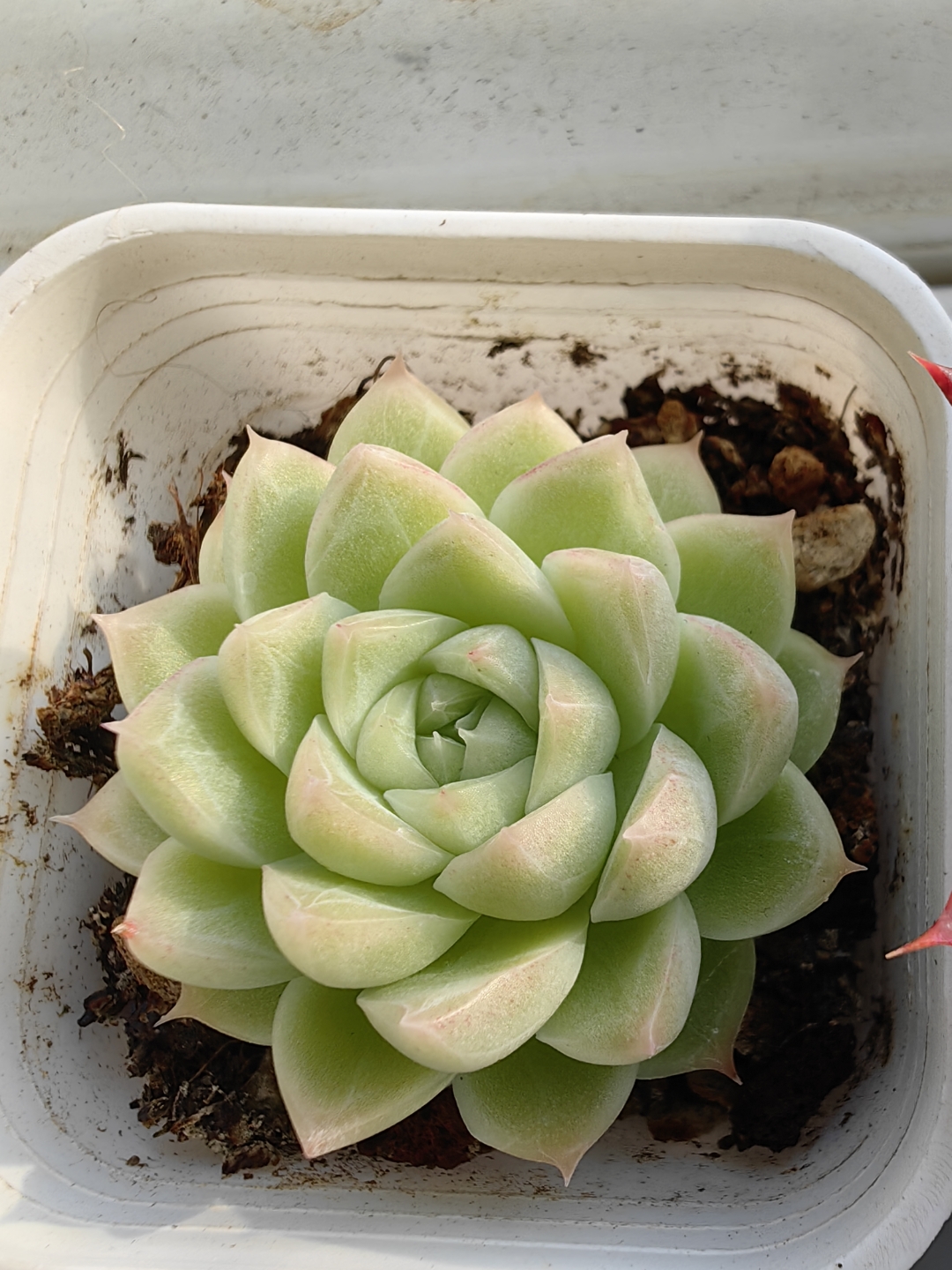 多肉小精灵#多肉联盟