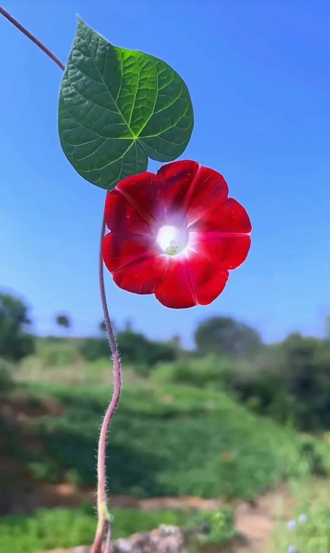 感激岁月,让我遇见知己,分享每一刻的温馨.#朋友圈日常# #小小牵牛花