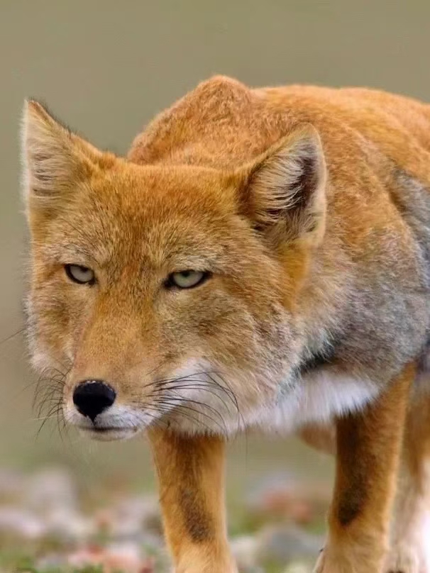 捕捉春游心动瞬间#新疆草原上,一只藏狐甩着大脸盘子,迈着小短腿,活