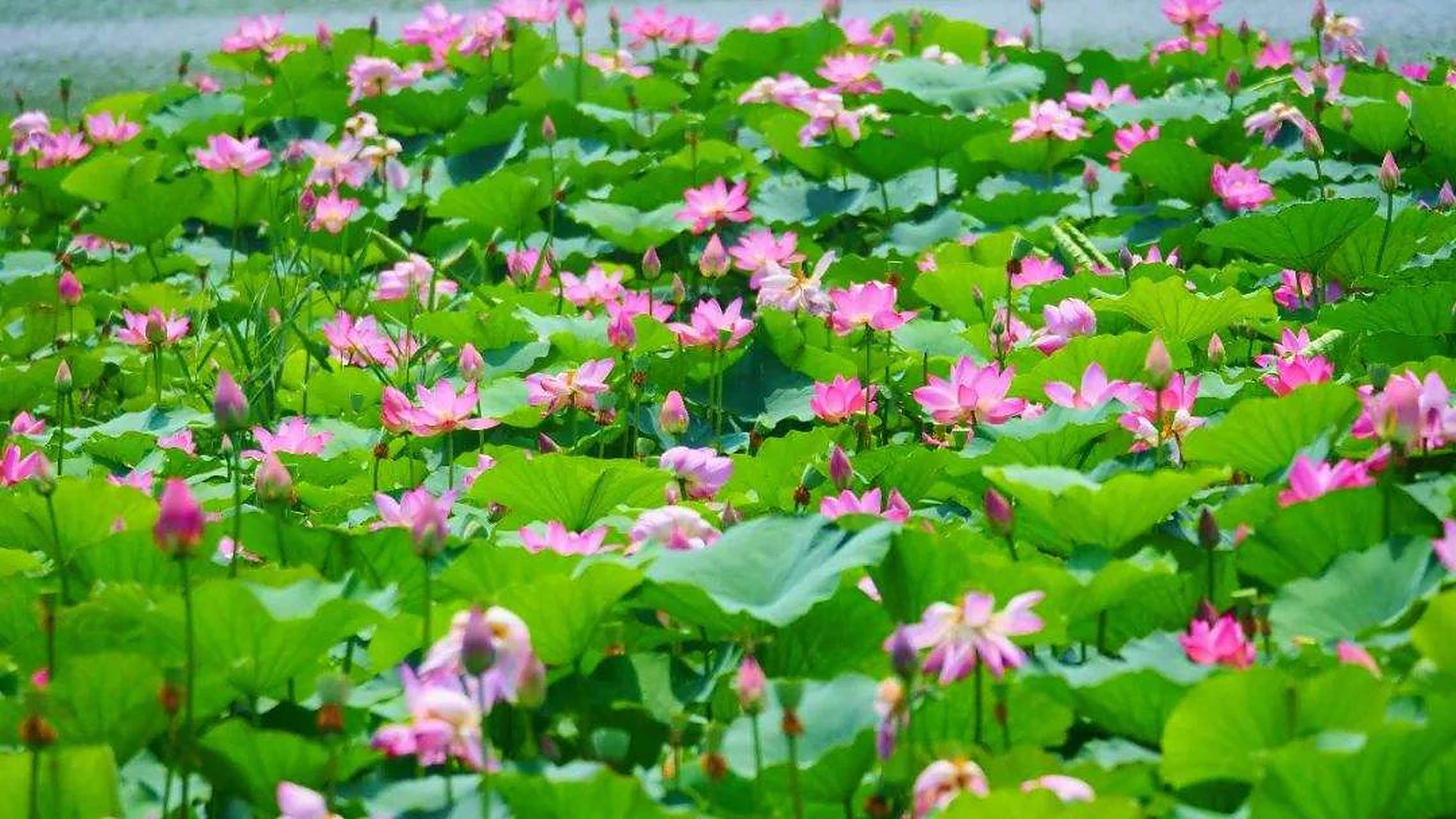 荷花赞 身出淤泥岂本意, 清涟艳丽明吾心.