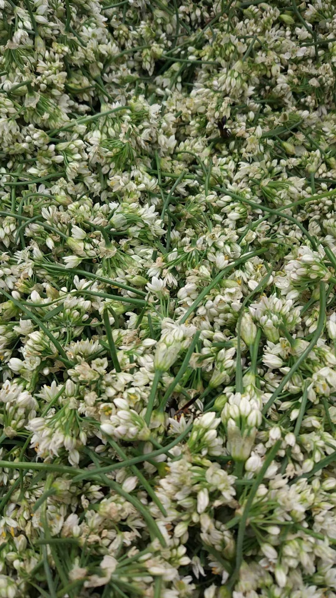 喜蒙羔火锅山韭菜花,品质精益求精.