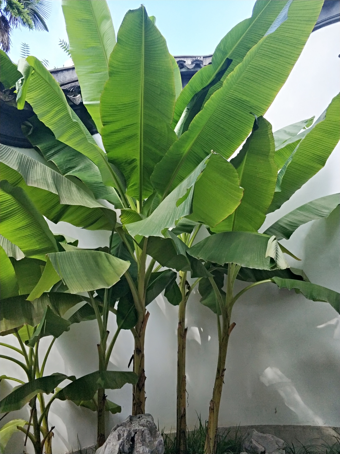 芭蕉# 看到芭蕉叶,心情舒畅