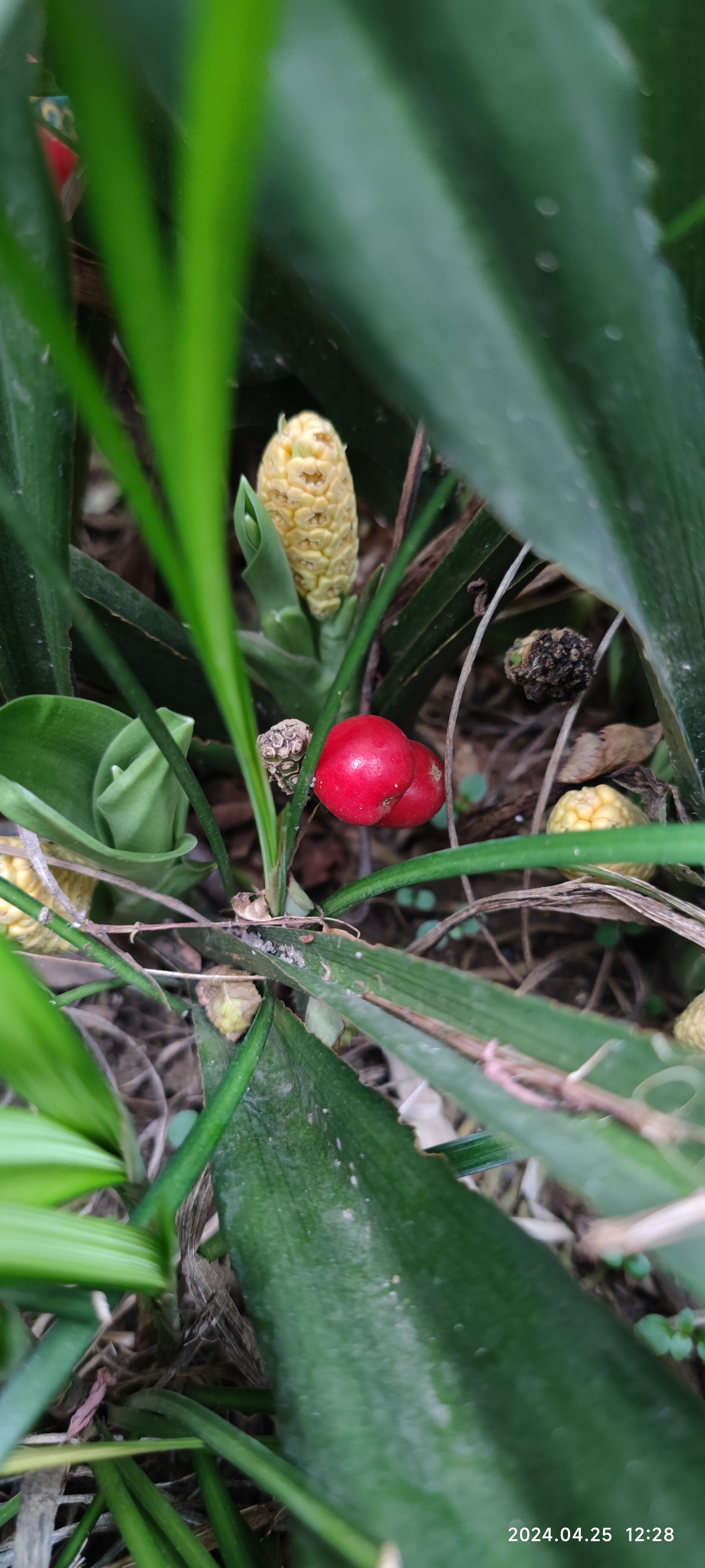 中药材# #花园# #万年青# 万年青结的果还真是鲜红鲜红滴啊!