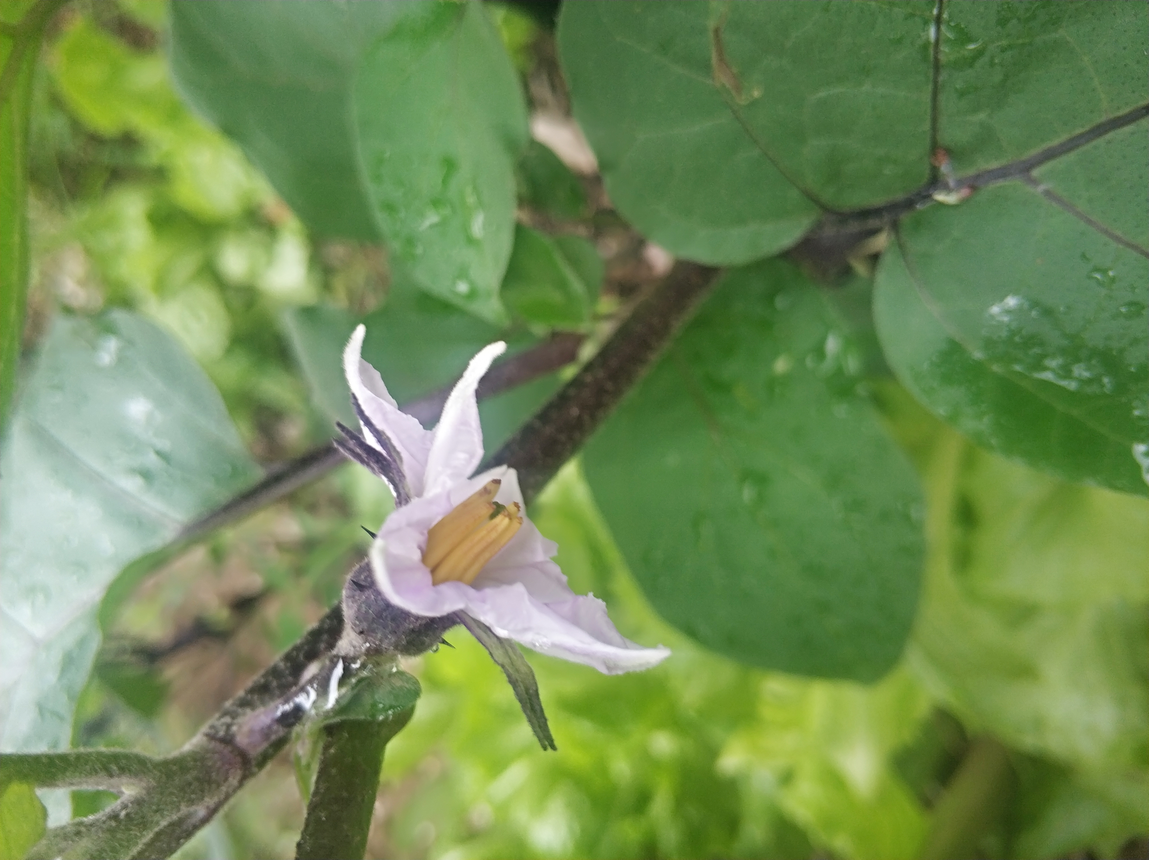 茄子花