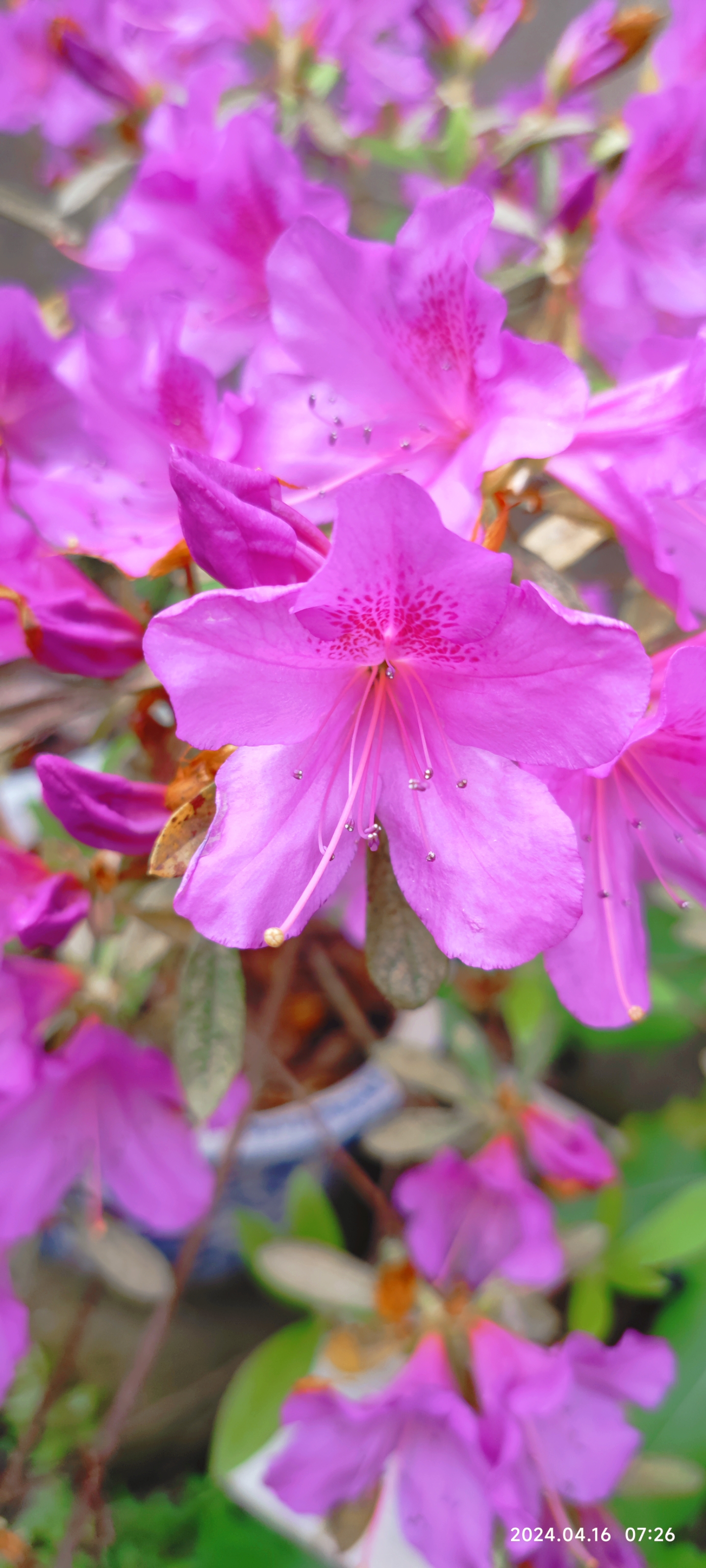 杜鹃花# 杜鹃的粉紫让我们感受到春天早晨的浪漫