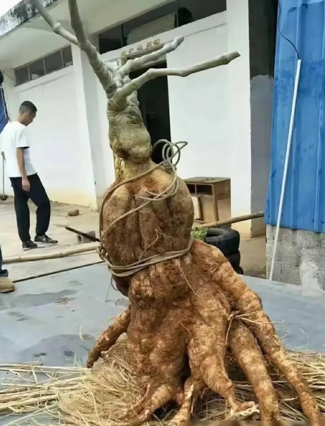 还是果?百年人参?有人认识吗?