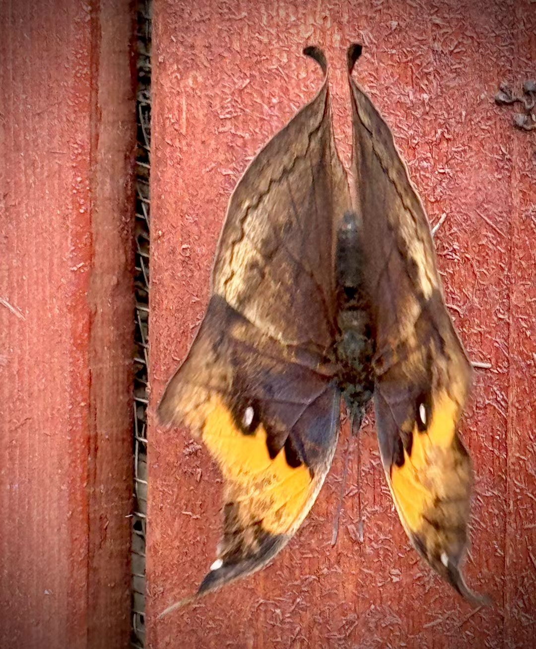 "破茧成蝶的过程必然是孤独且痛苦的"