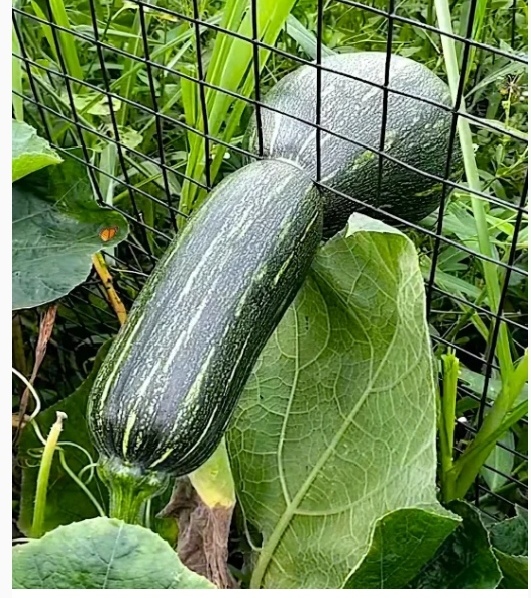 早上散步时,在一菜农承包的菜园子里看到这一情景:南瓜冬瓜被挤压在