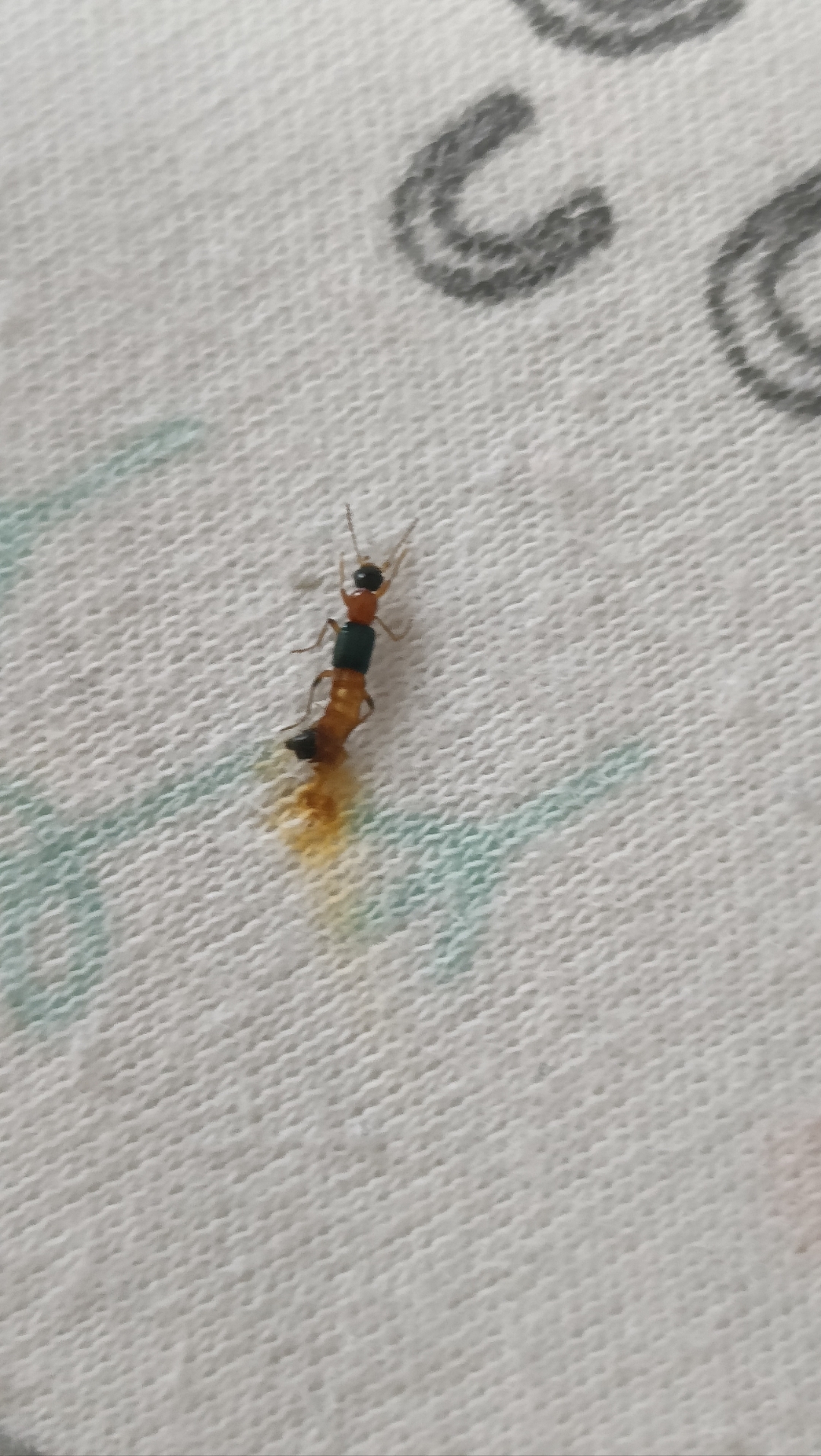 这种虫子有毒吗