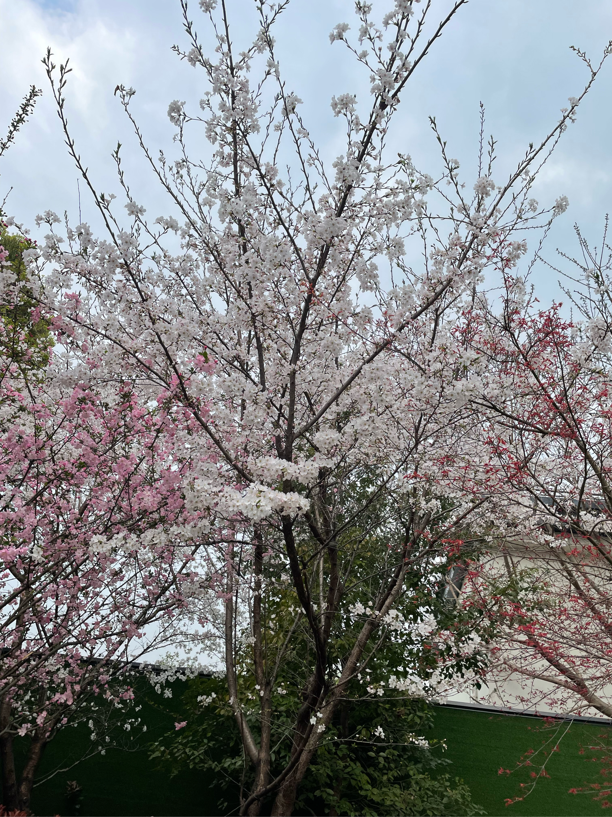 花谢花飞花满天