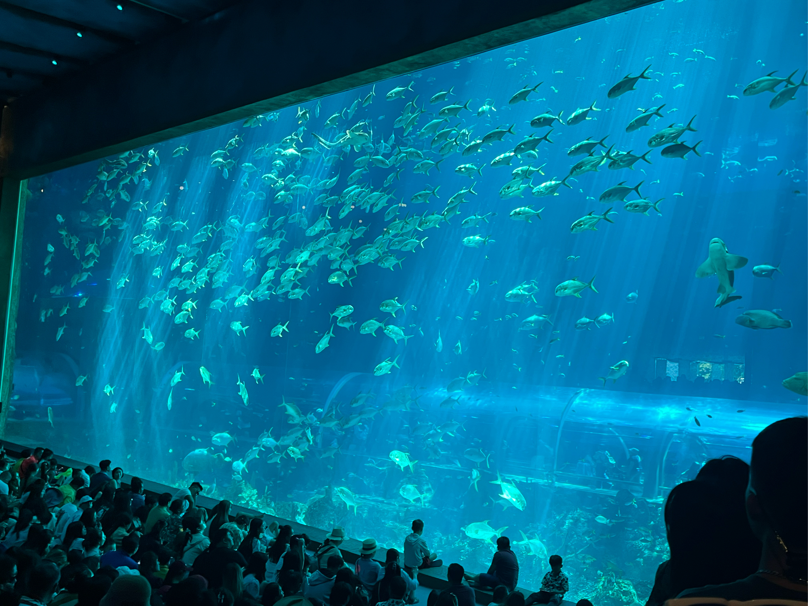 圣彼得堡海洋水族馆图片