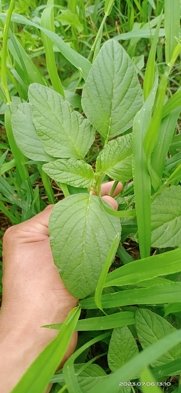 苋菜,我们这里叫银菜,野生的大多为这种纯绿色的,超市里头卖的那种带