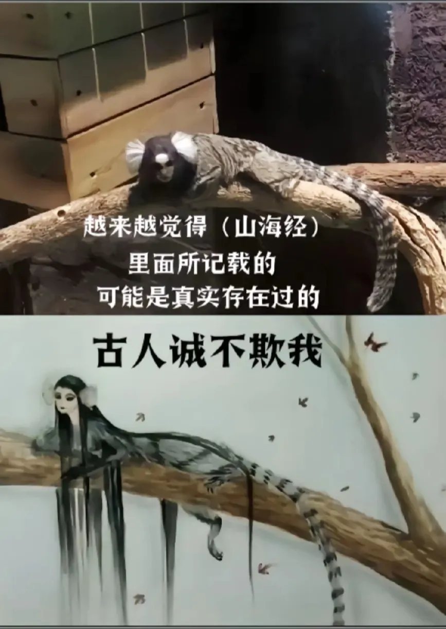 白耳狨猴真实存在,更离奇的是,这种猴子分布在巴西的热带雨林,中国