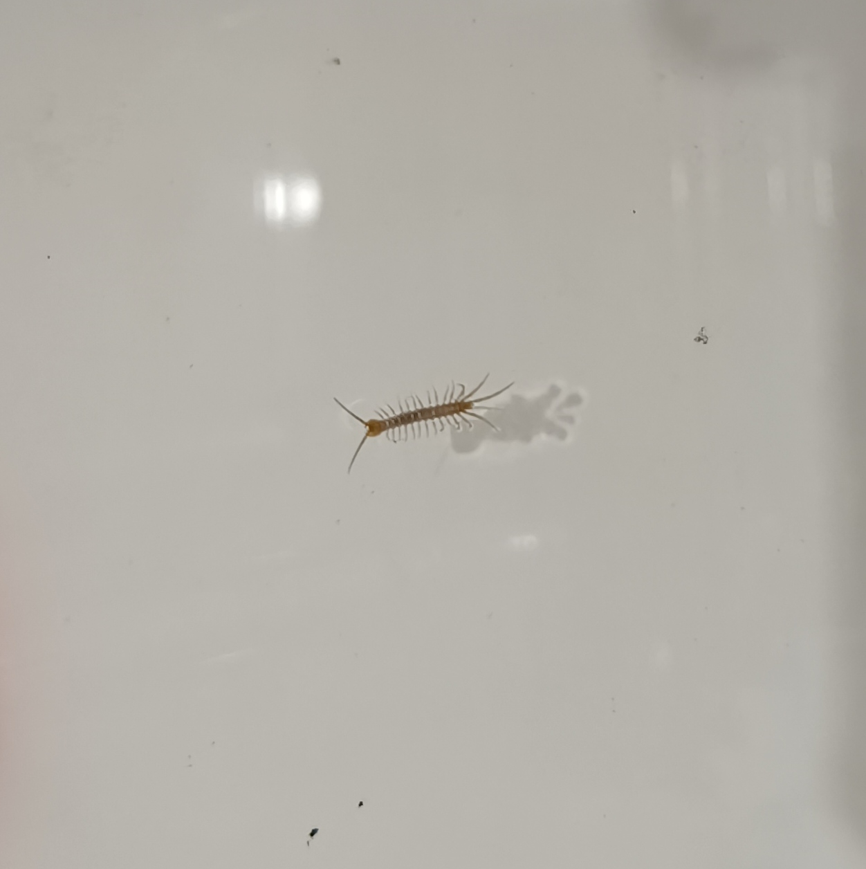 请问有谁知道这是蜈蚣还是千足虫还是其他?