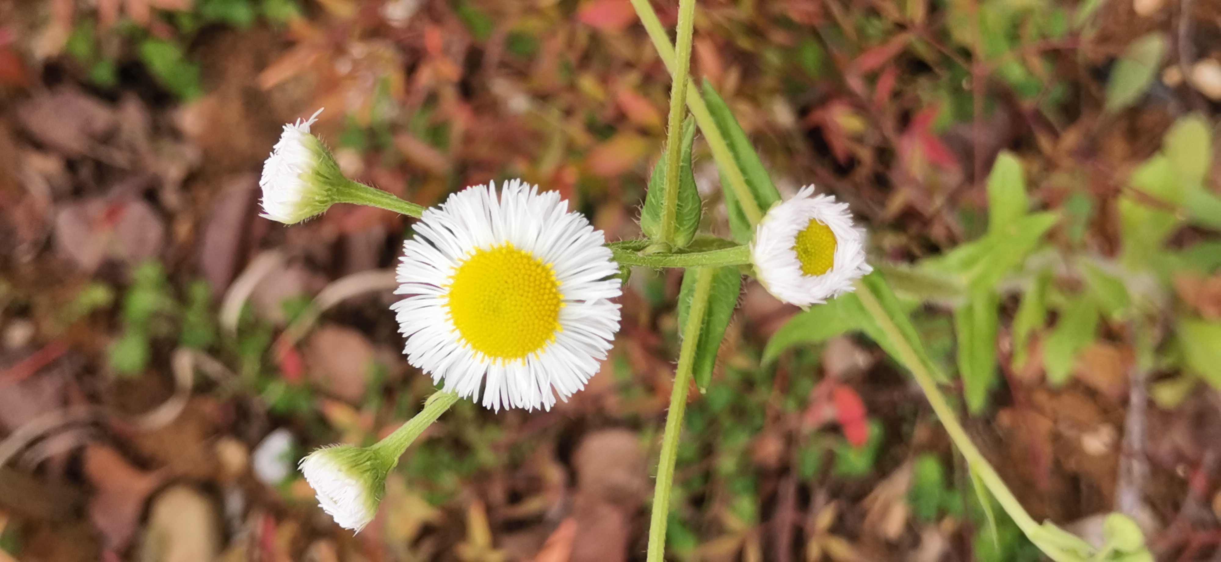 野间的花花草草