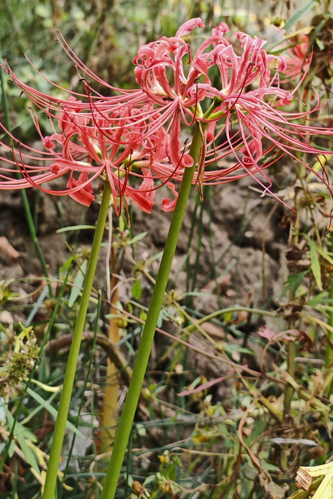 美丽的红花石蒜