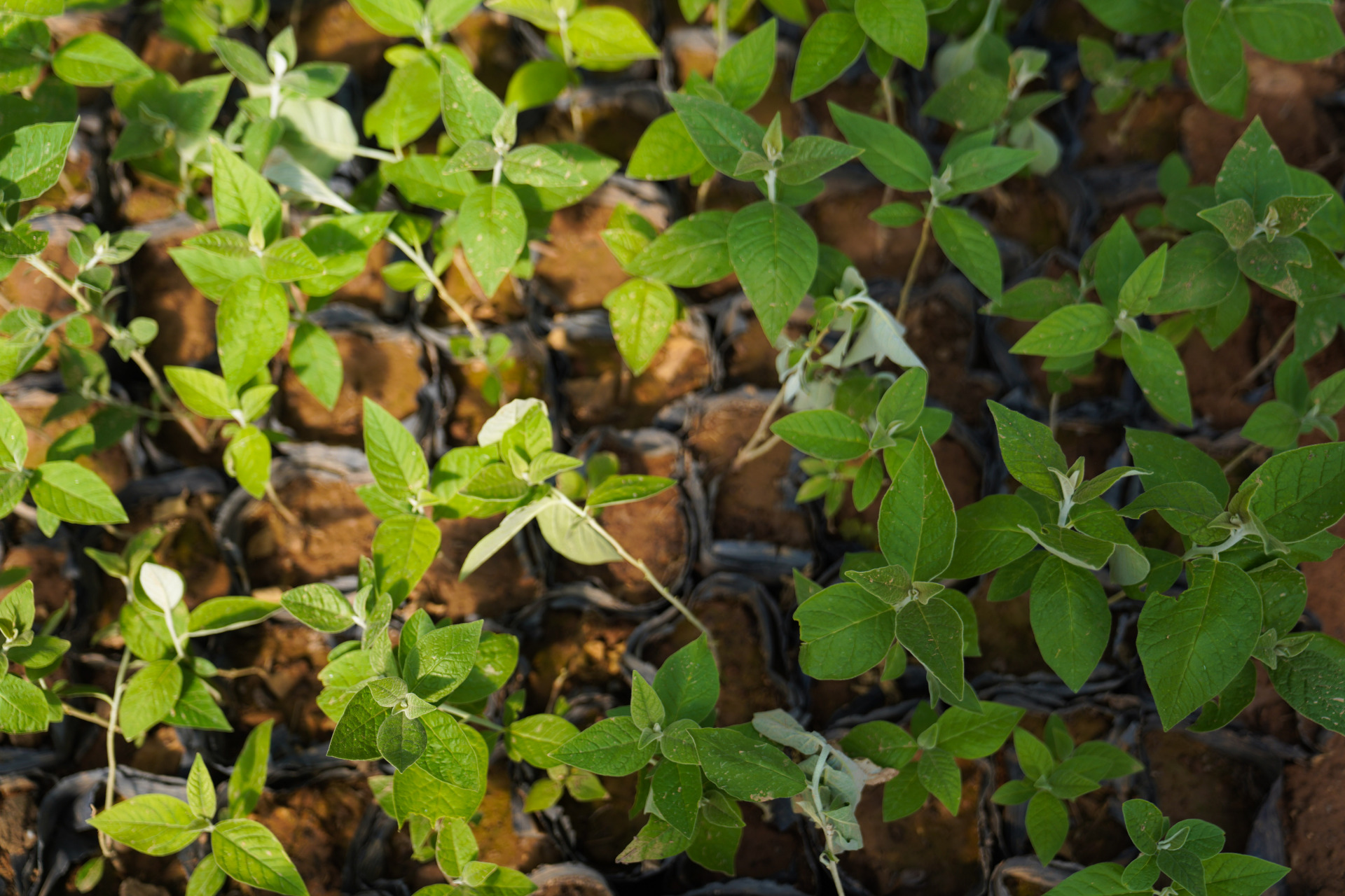 山西乡宁翅果油树探秘 乡宁是一个美丽神奇的地方,来乡宁旅行让我解锁