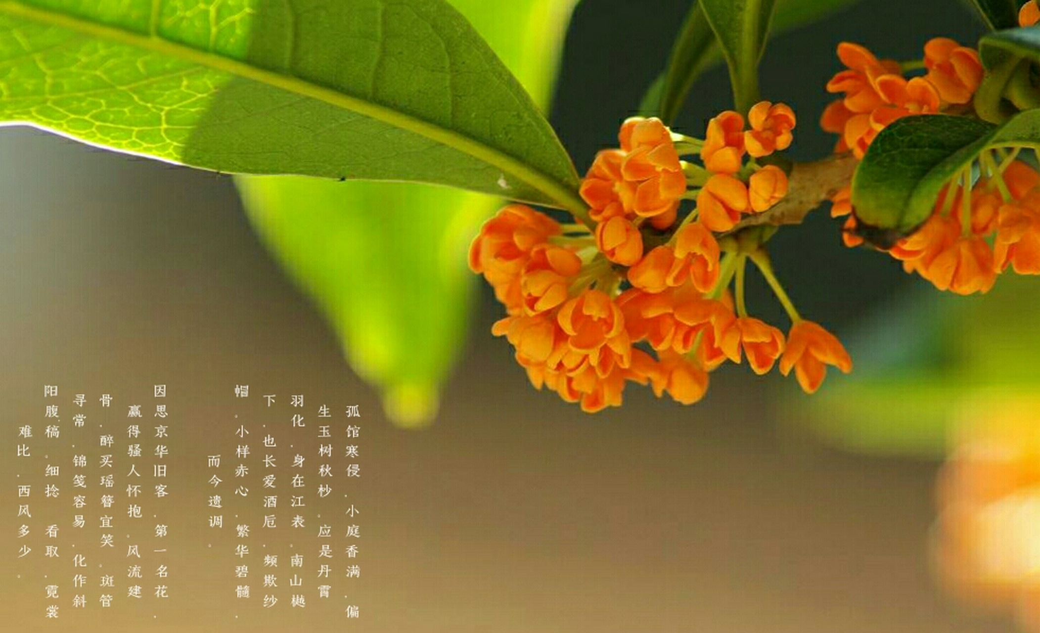 满朝欢           孤馆寒侵,小庭香满,偏生玉树秋杪.