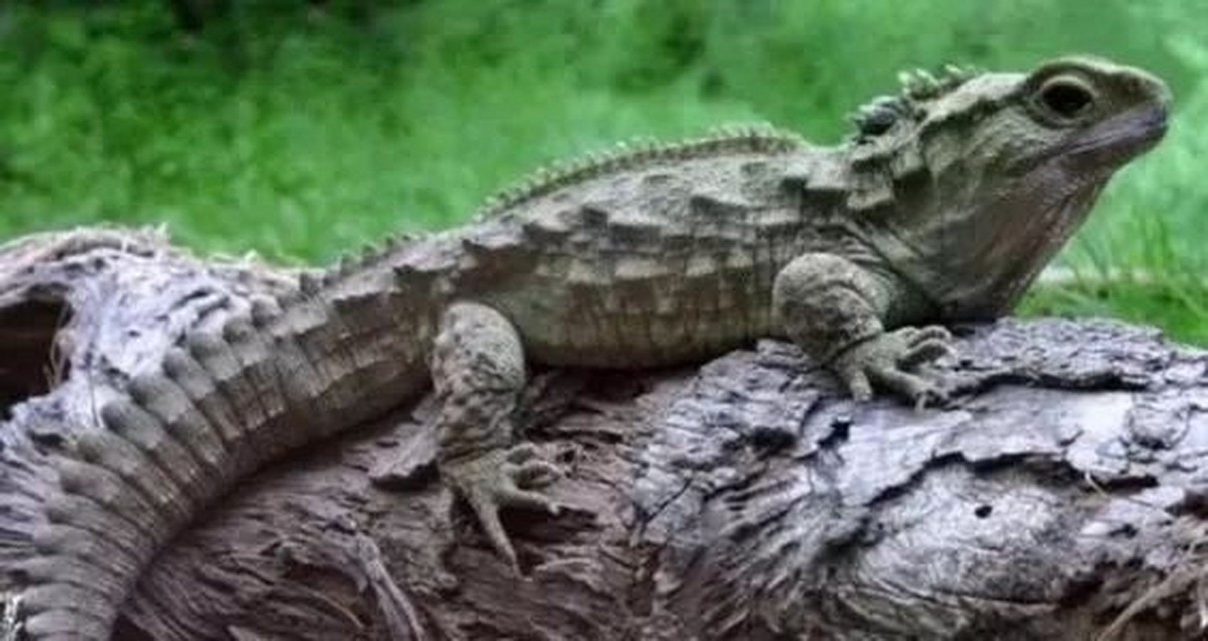 大蜥蜴,拥有2.23亿年的历史.与恐龙是近亲,就和人类与猴子一样.