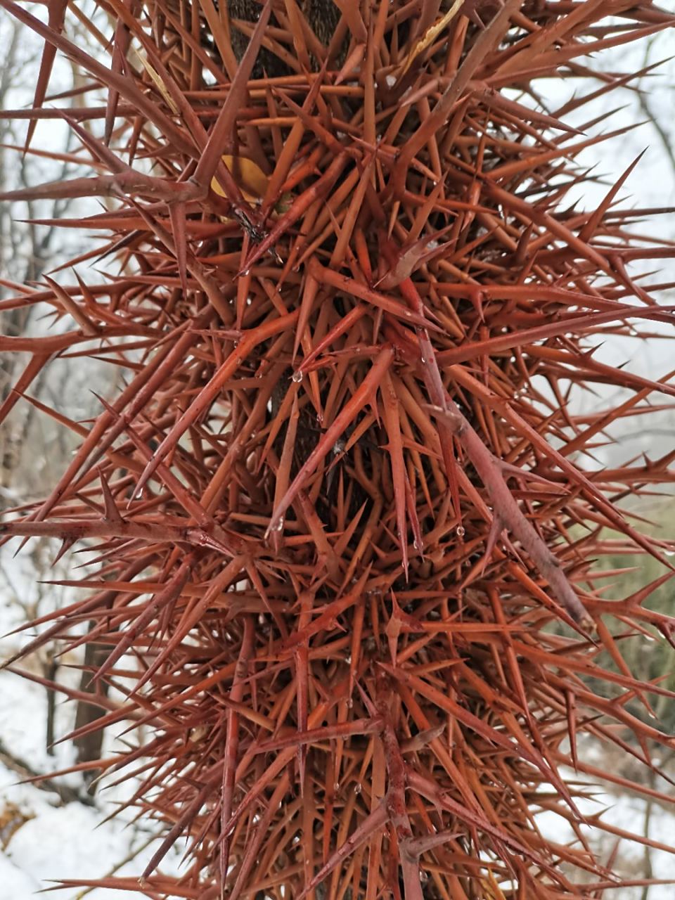 待长成大树,这浑身的刺就没了,而且还长出果实,供人洗衣服