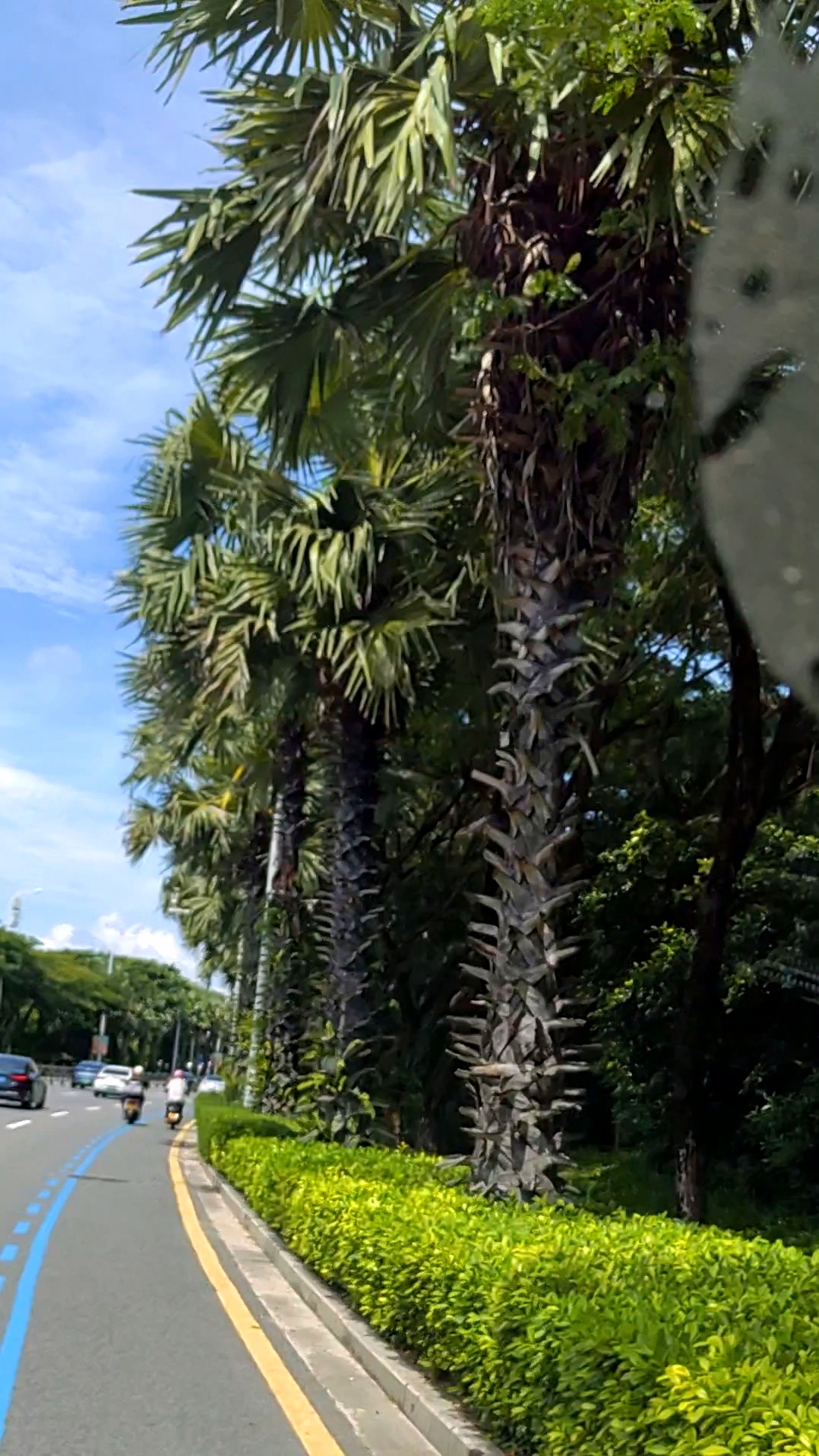 从三亚回来去机场的路上,看到路边震震的无名树,庄重,雅静,高大还有几