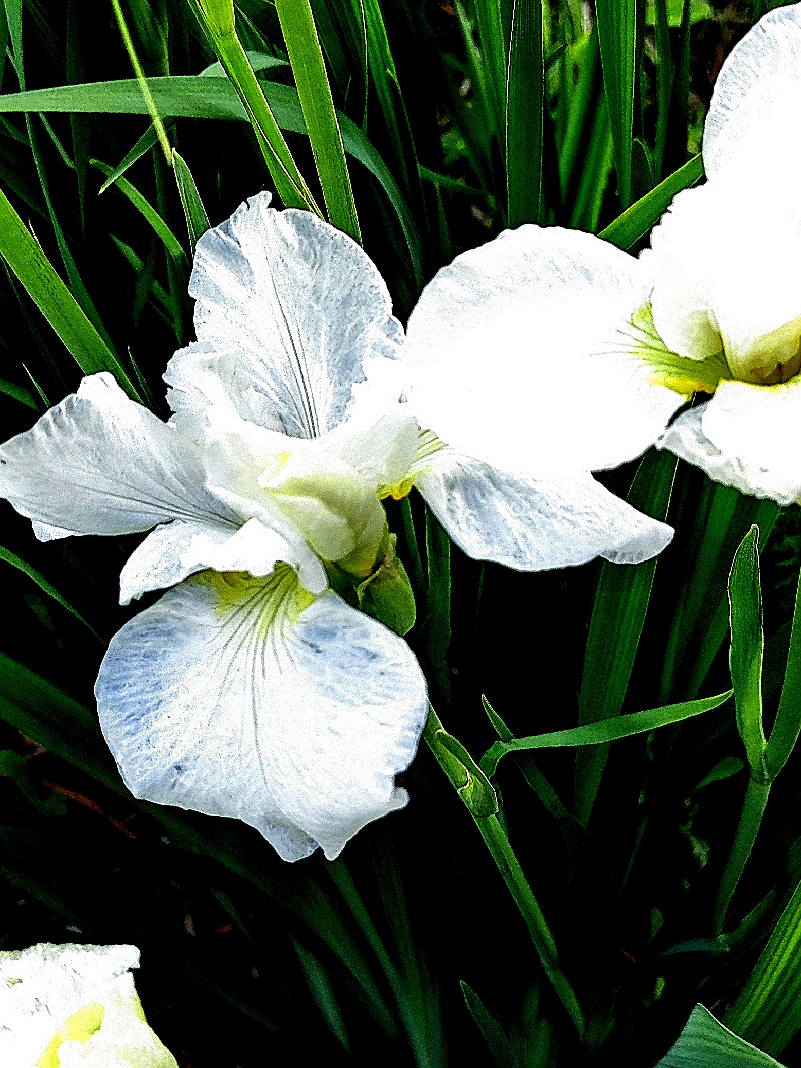 鸢尾花 鸢尾花不多见,白色鸢尾花更稀缺