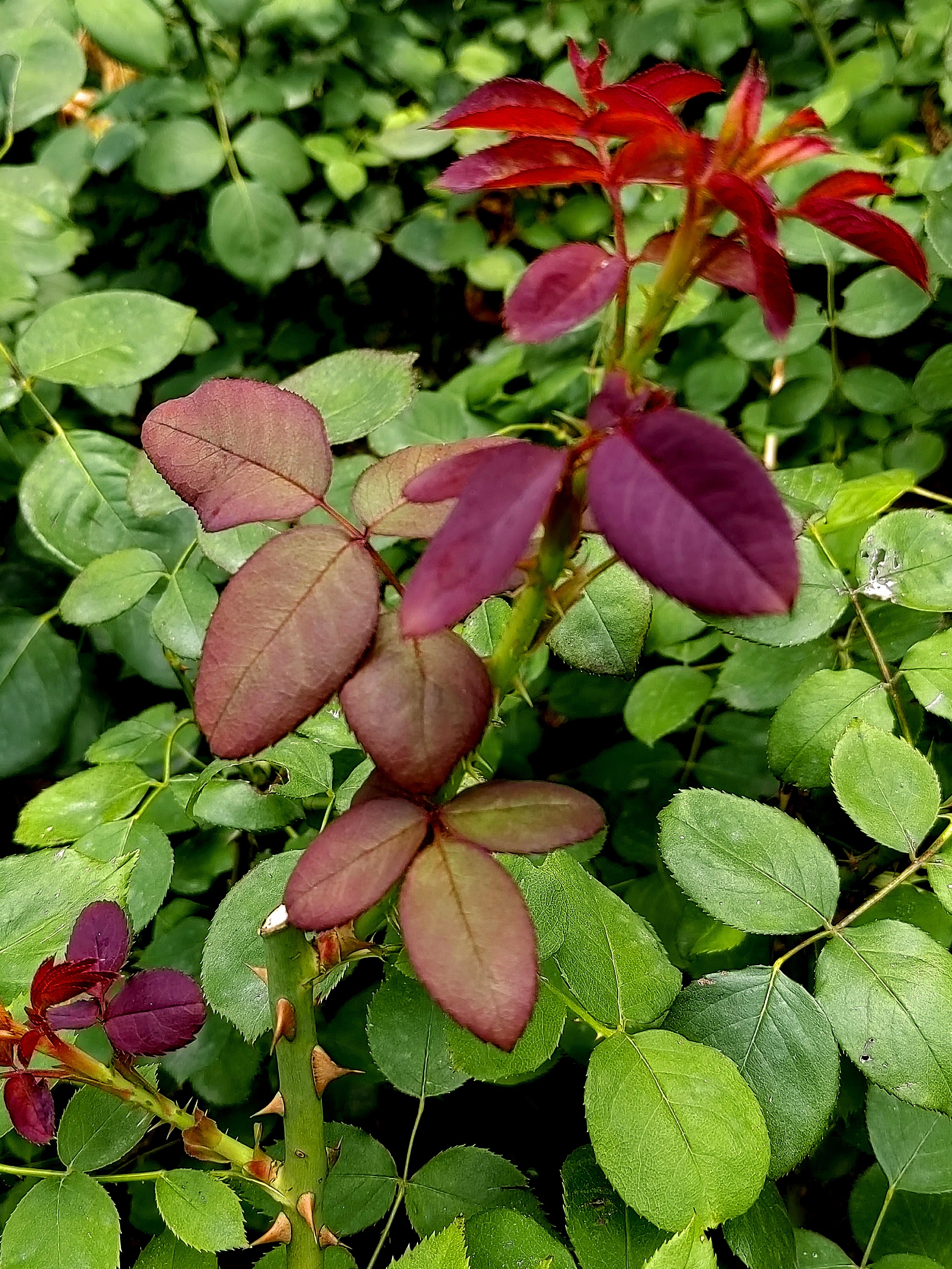 月季花托叶图片