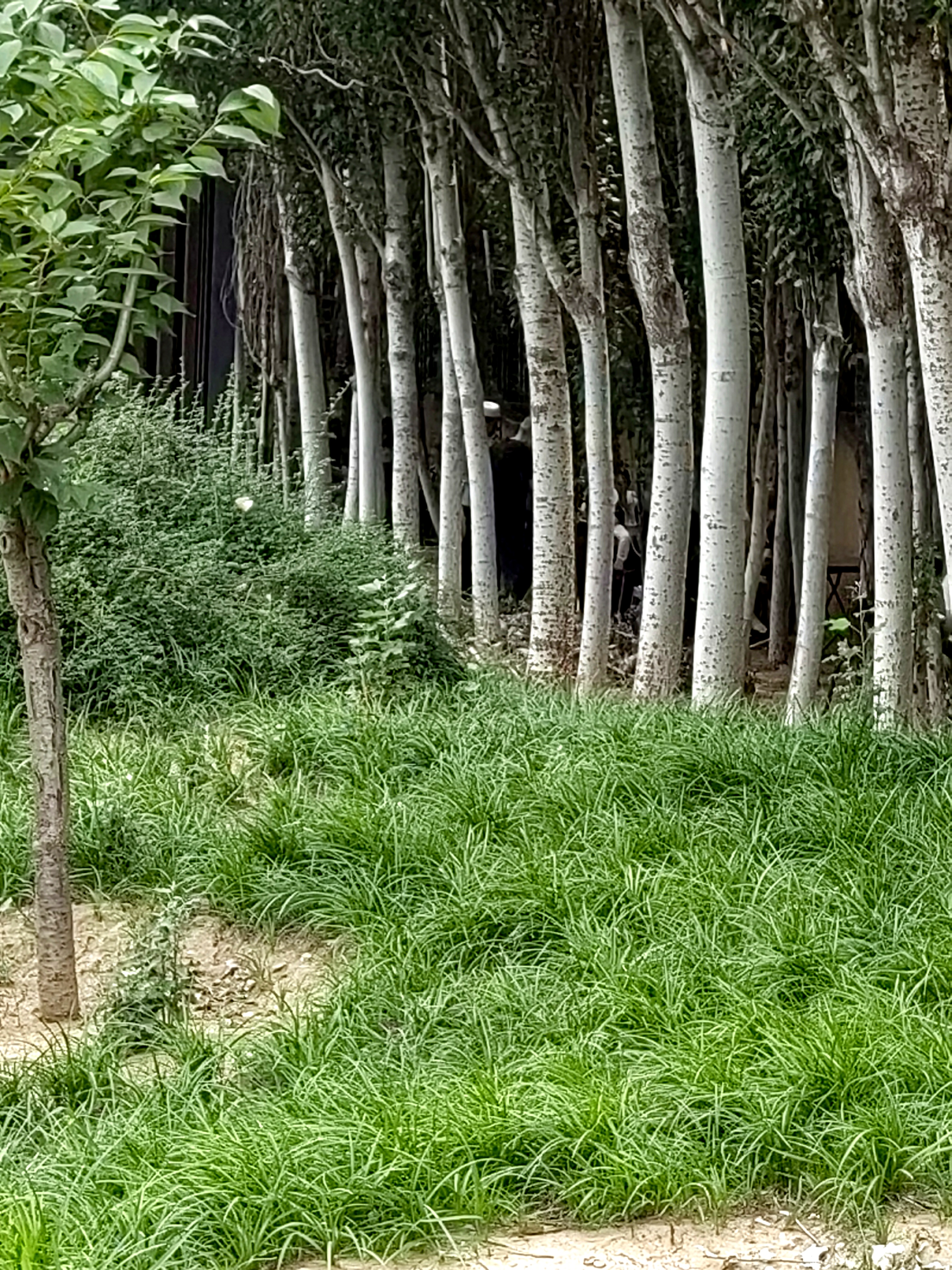 这是白桦树,还是白杨树呢?好漂亮呀!