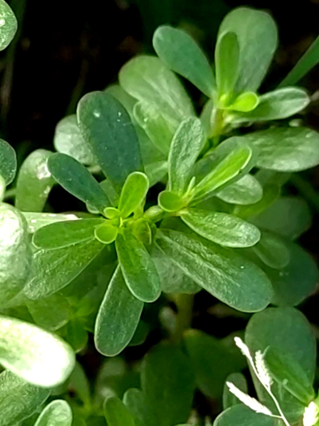 麻食菜  在东北,这种野菜叫"麻食菜",没见谁吃过.