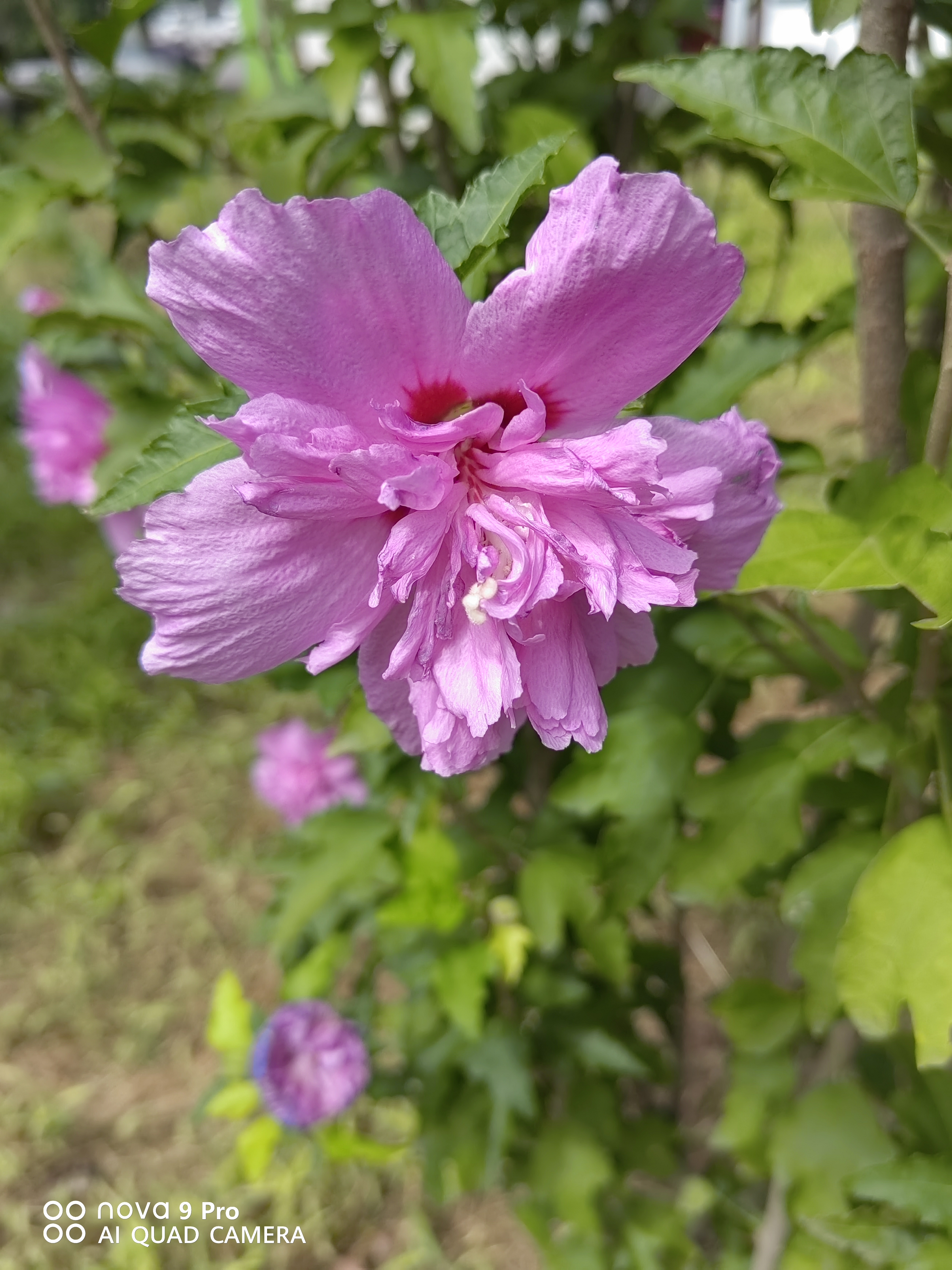美丽的紫薇花,难得的叠加花瓣紫薇,格外显眼,格外俊俏,拍回来献给七夕