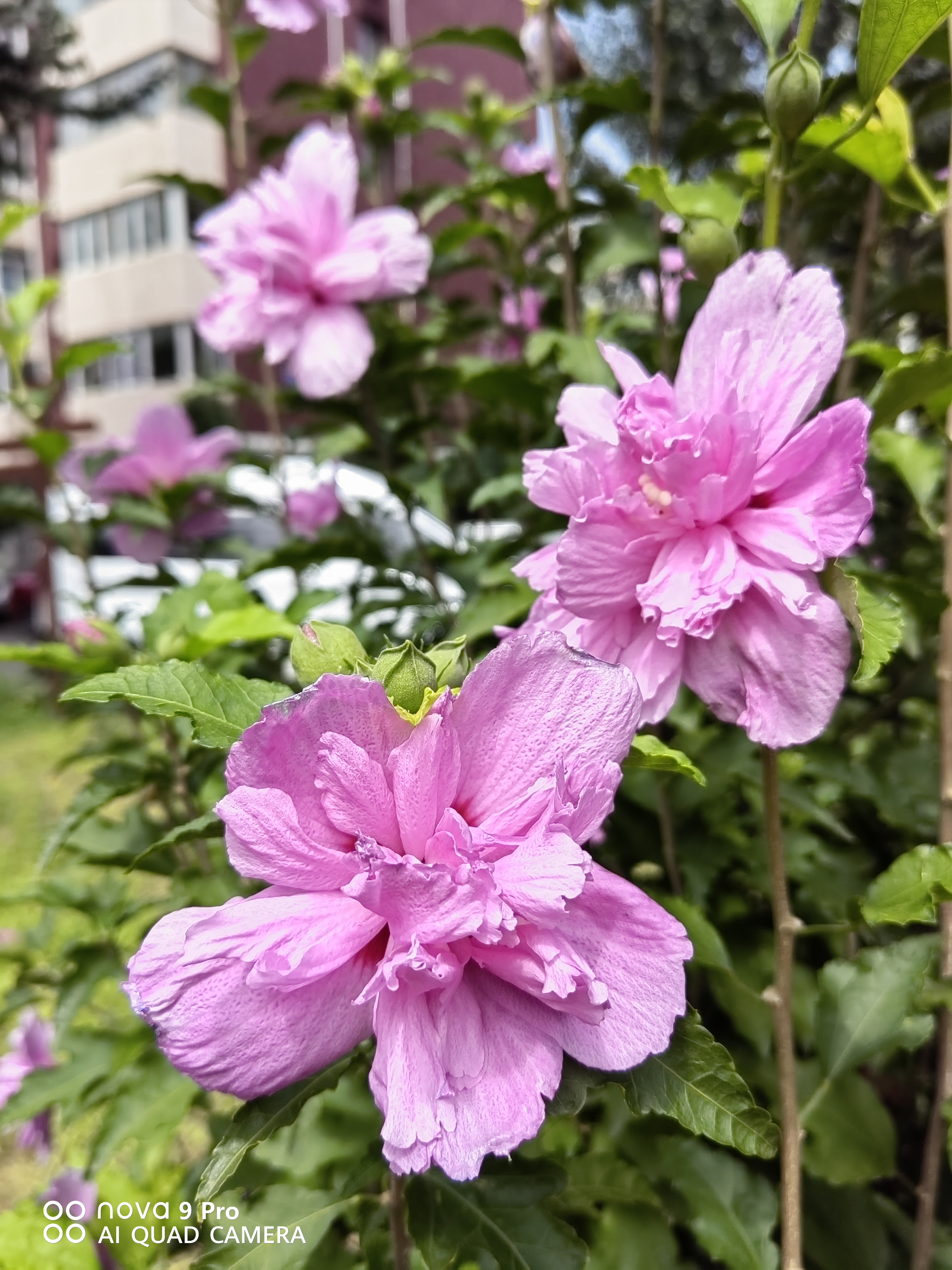 美丽的紫薇花,难得的叠加花瓣紫薇,格外显眼,格外俊俏,拍回来献给七夕
