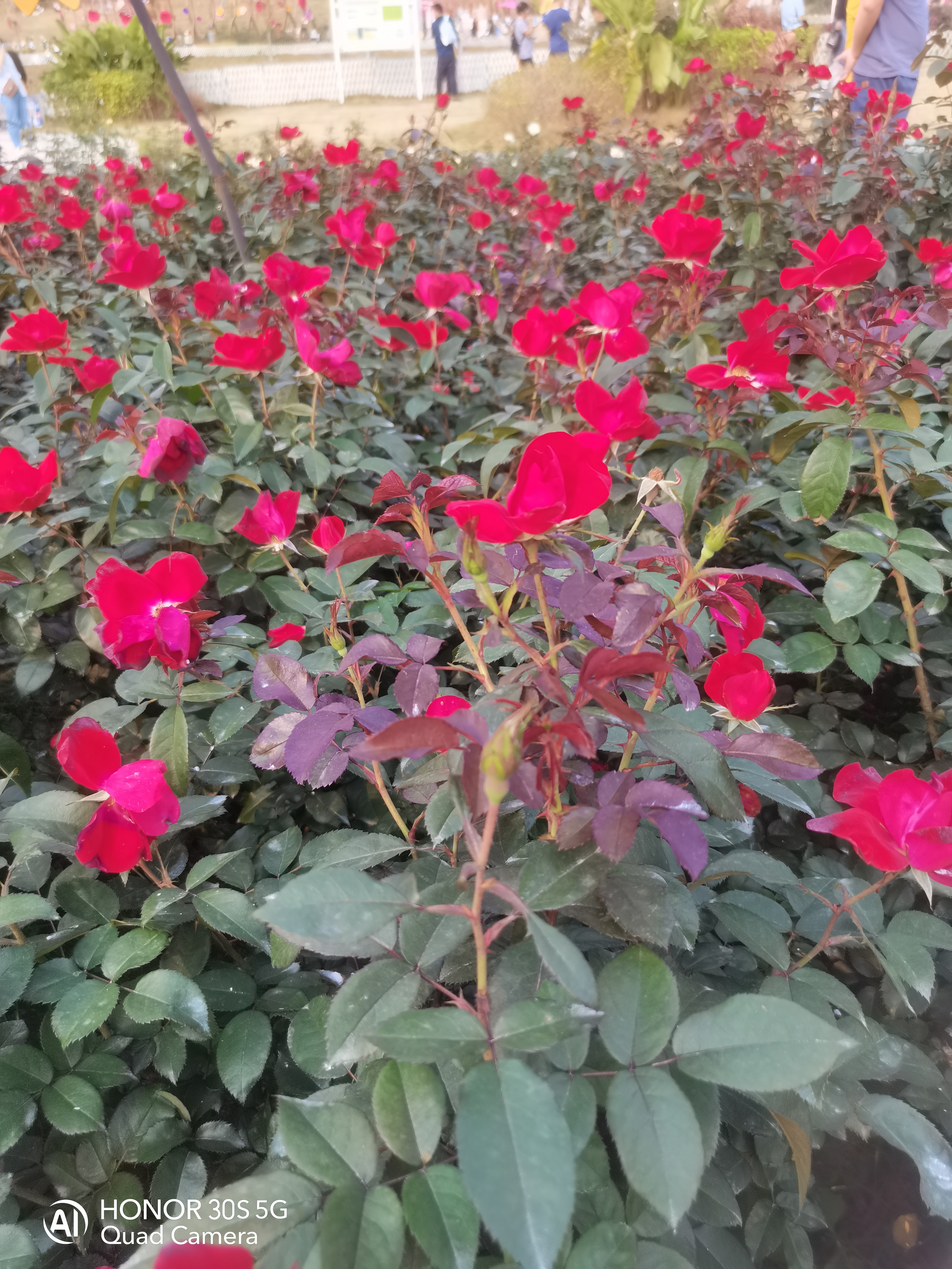 瞧这丛玫瑰,简直美得让人窒息!