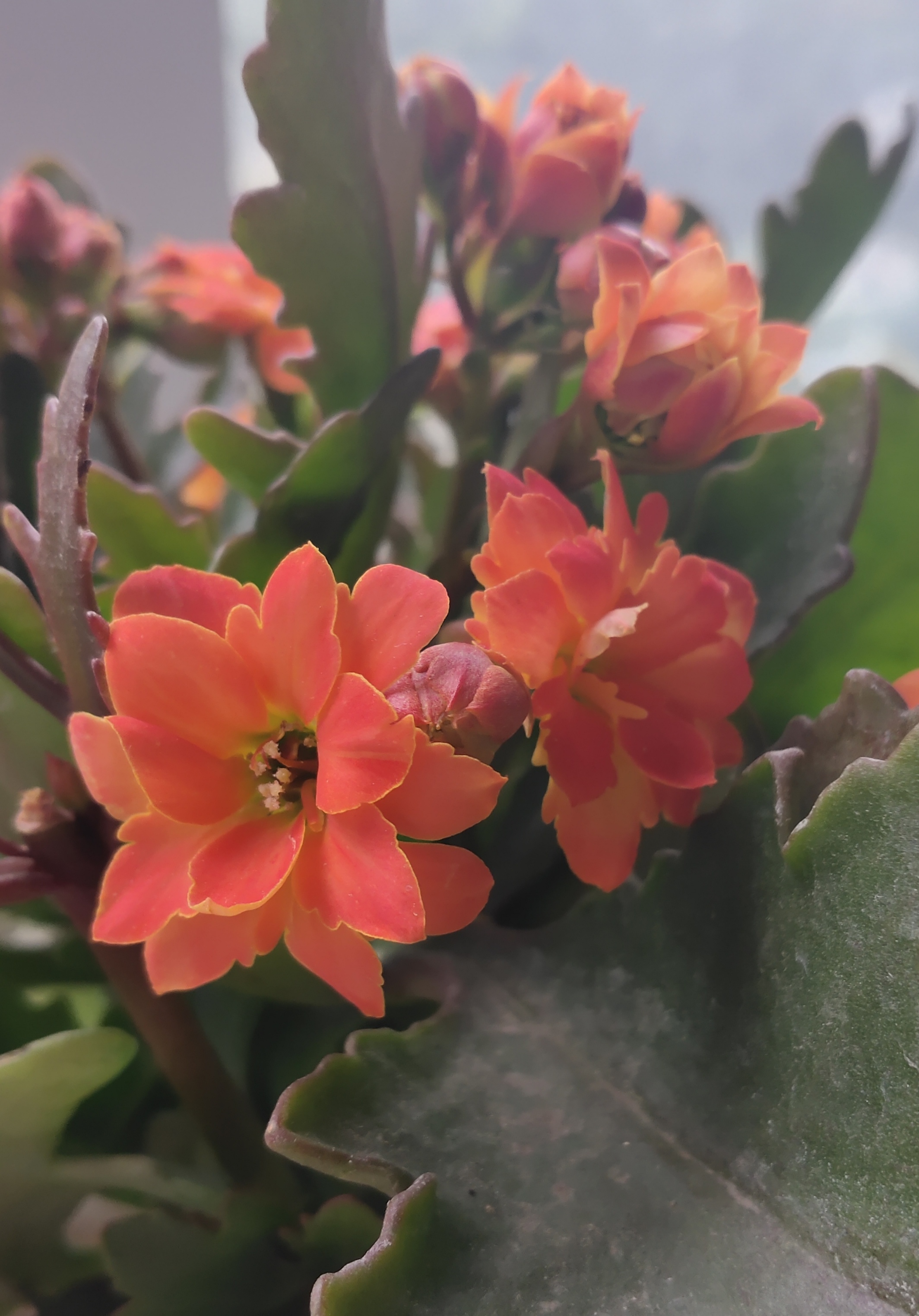 越长越好看的索尔丹长寿花,我是越看越喜欢呢[嘻嘻]