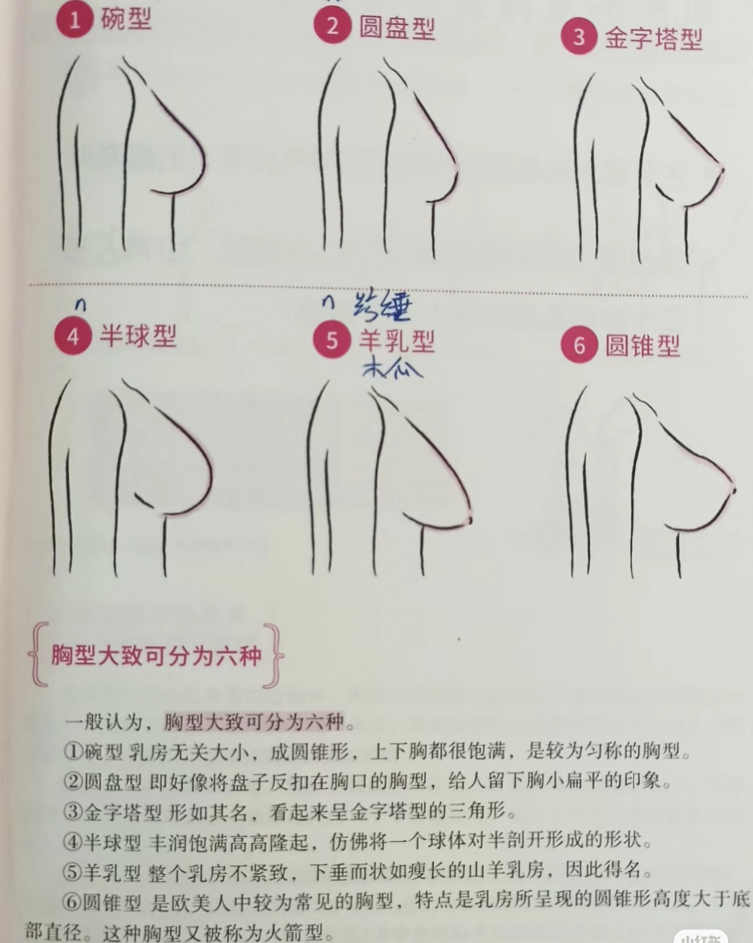 你知道自己的 原始胸型 是什么~  从侧面观察乳房