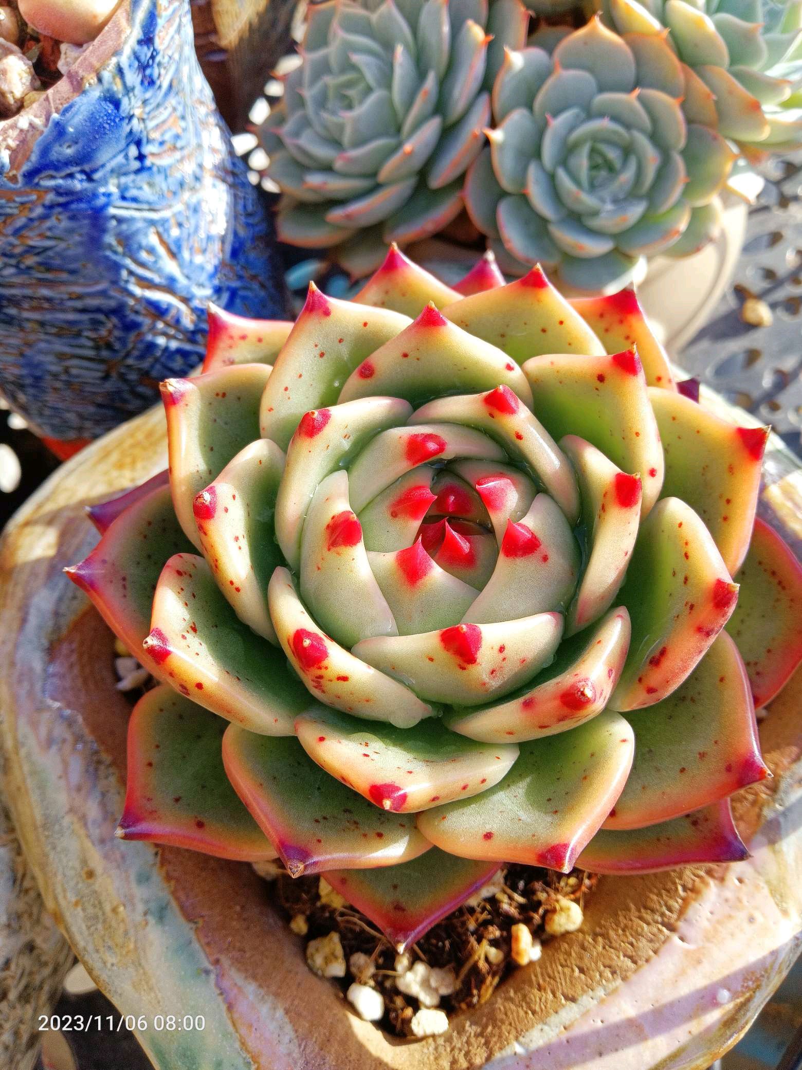 蓝龙的极限挑战结束了,三颗全部挂掉只在一次暴雨后.#多肉植物