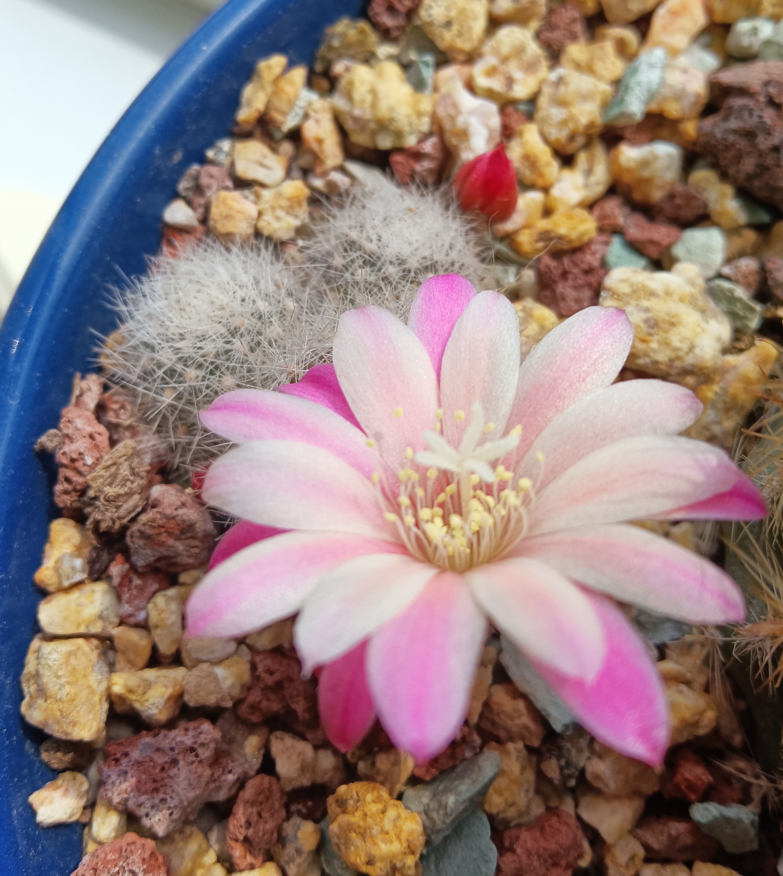 仙人球粉蝶勤花女王呀!