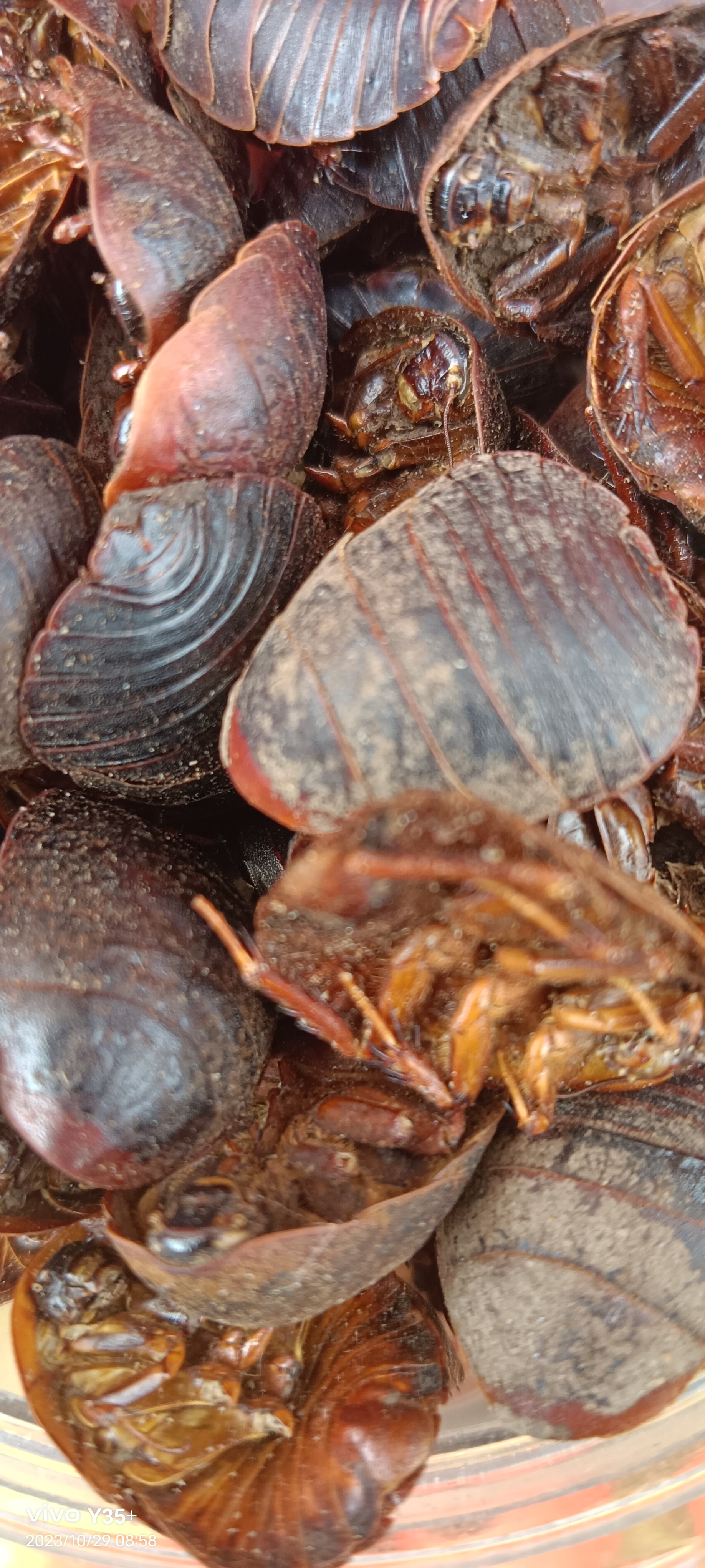 癌症肿瘤的克星,晚期别担心