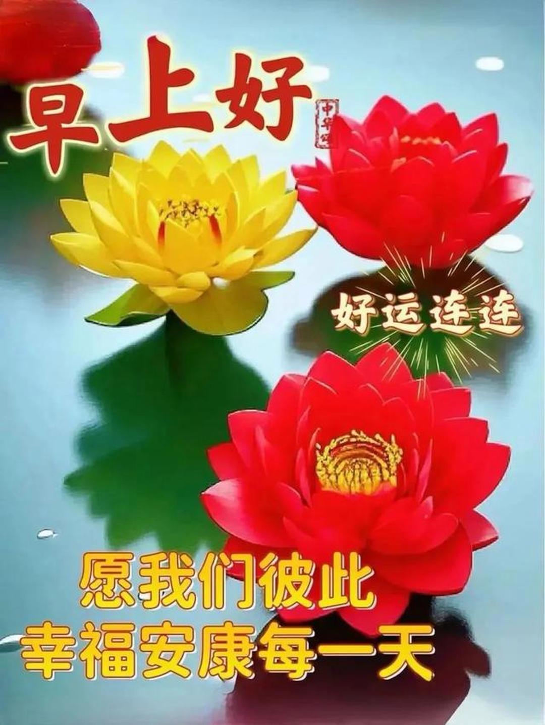 荷花映日好运连,早安祝福送心间,愿幸福安康伴每天.