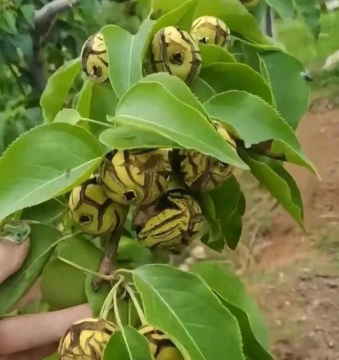 去朋友家玩,看到果园里那长得像蛇的怪异果子,看着都害怕,熟了我肯定