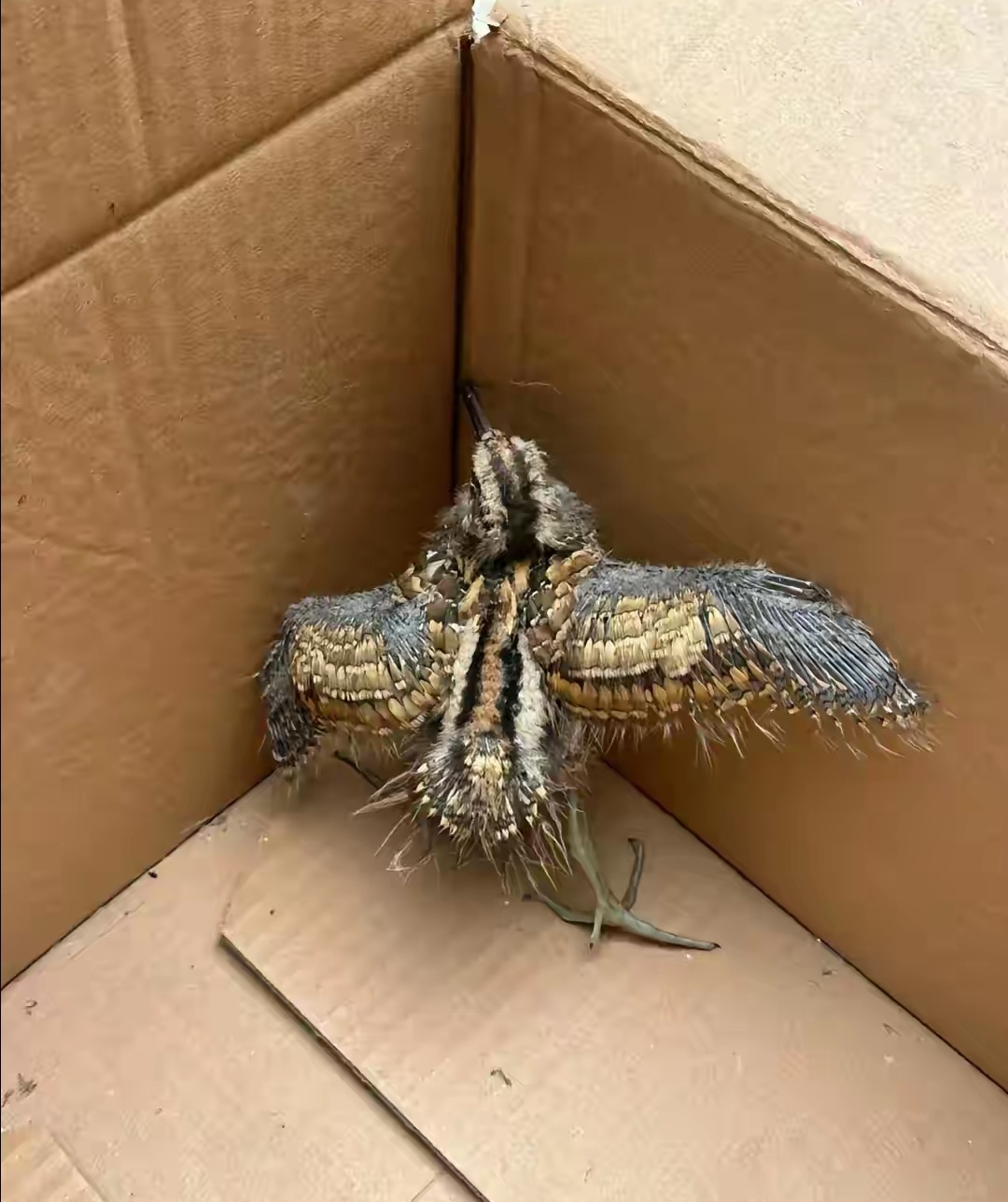 在田边偶尔能看到一种长得像鸡,十分可爱的鸟,它不太会飞,那它到底是