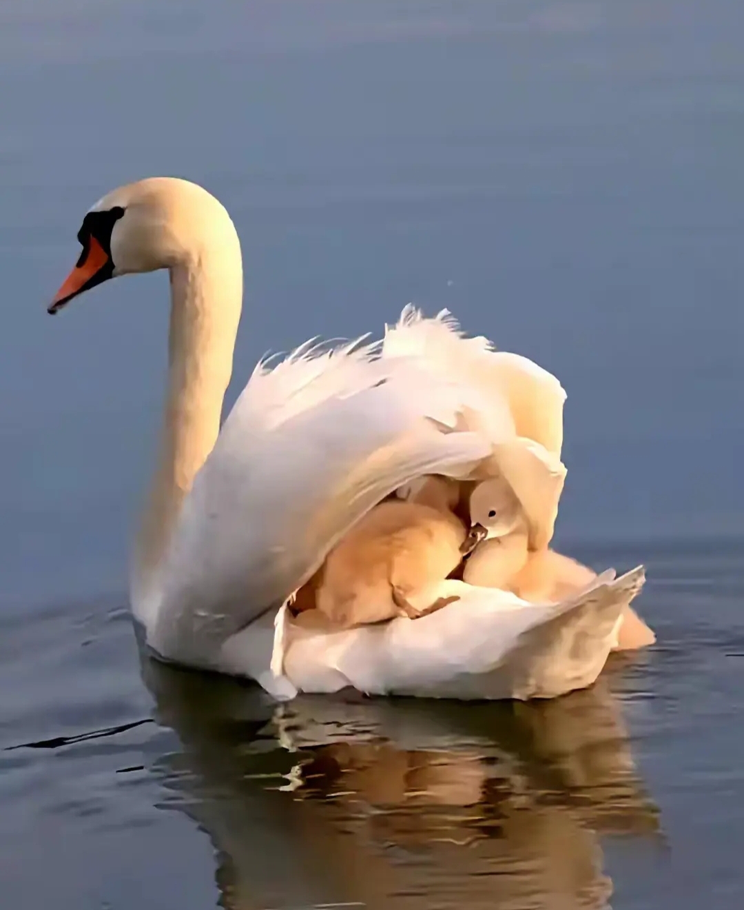 一只鹅在湖里游来游去,看到它背后有几只鹅宝宝,还有翅膀小心的护着鹅