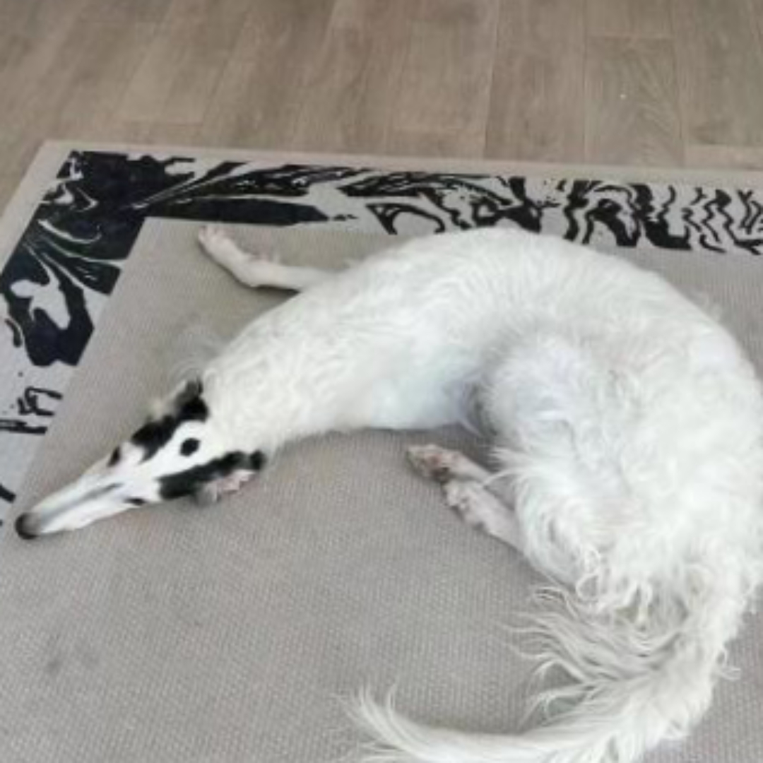 这是什么品种的狗狗呀!