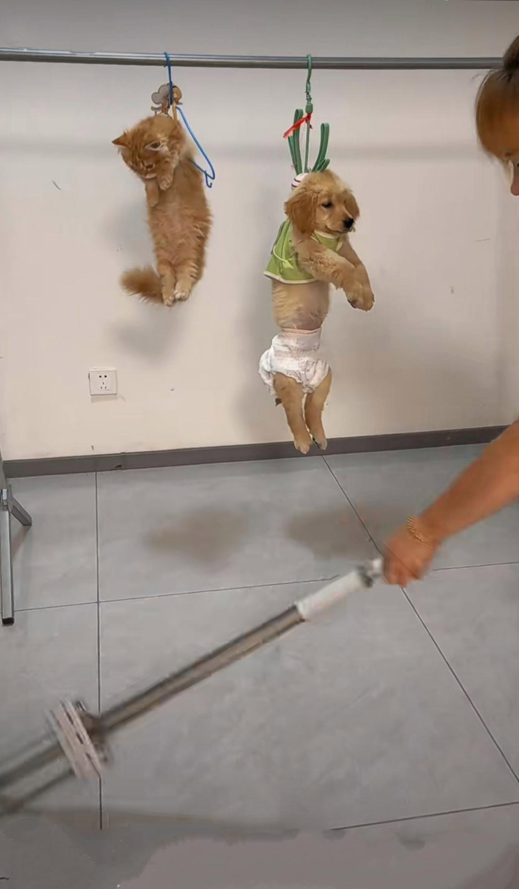 这两个小家伙 拖竦仿曳肿 ,不是咬拖布就是满屋子疯跑,让人又好气又